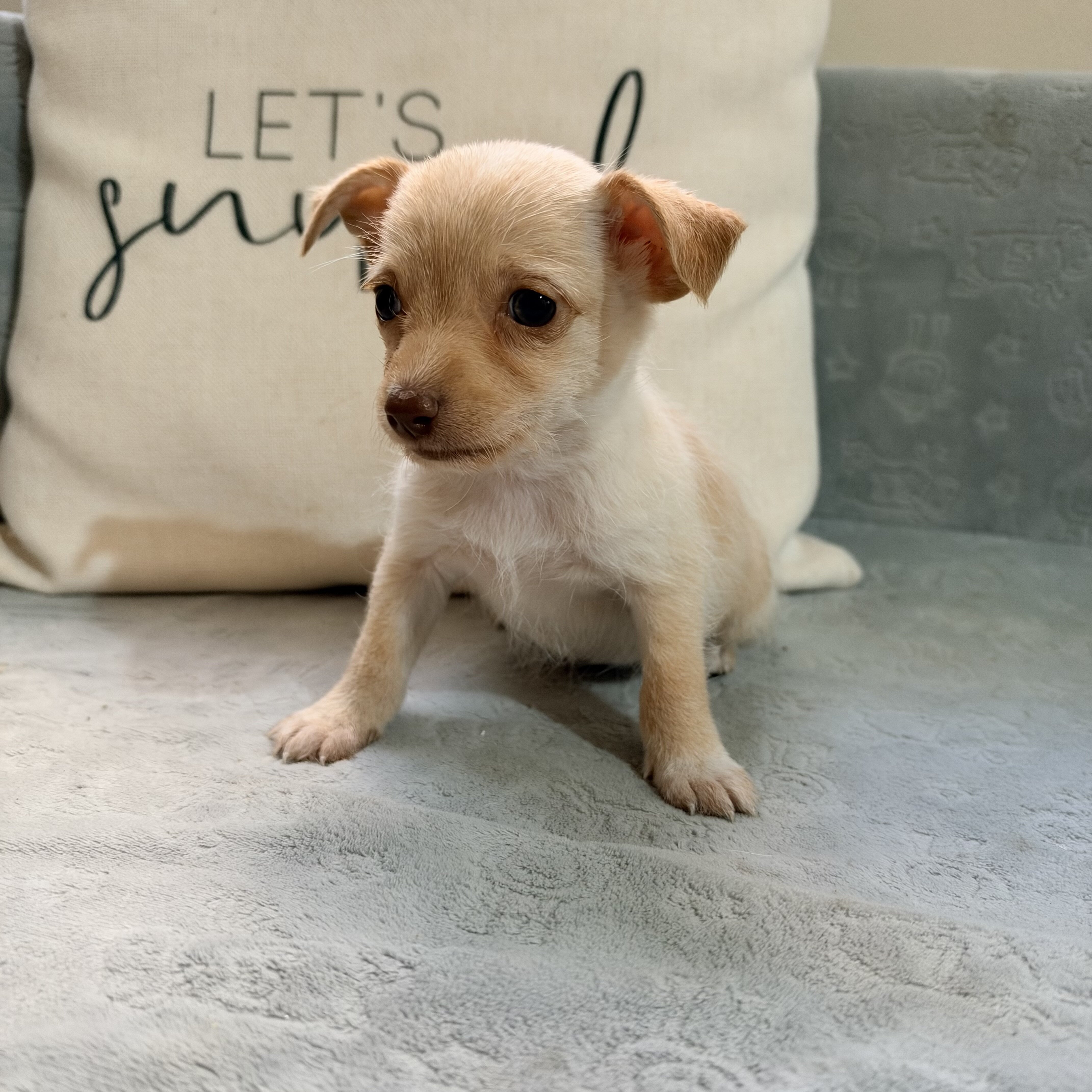 Chihuahua puppies image 4