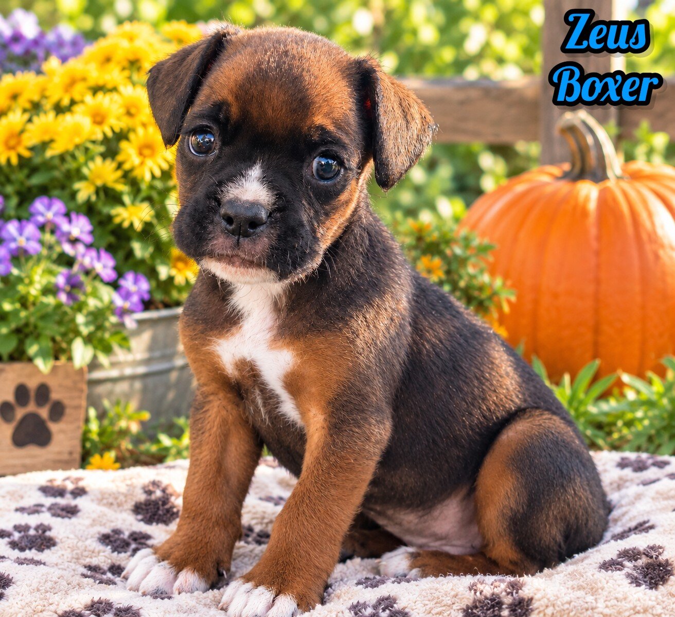 Zeus Male AKC Boxer image 1