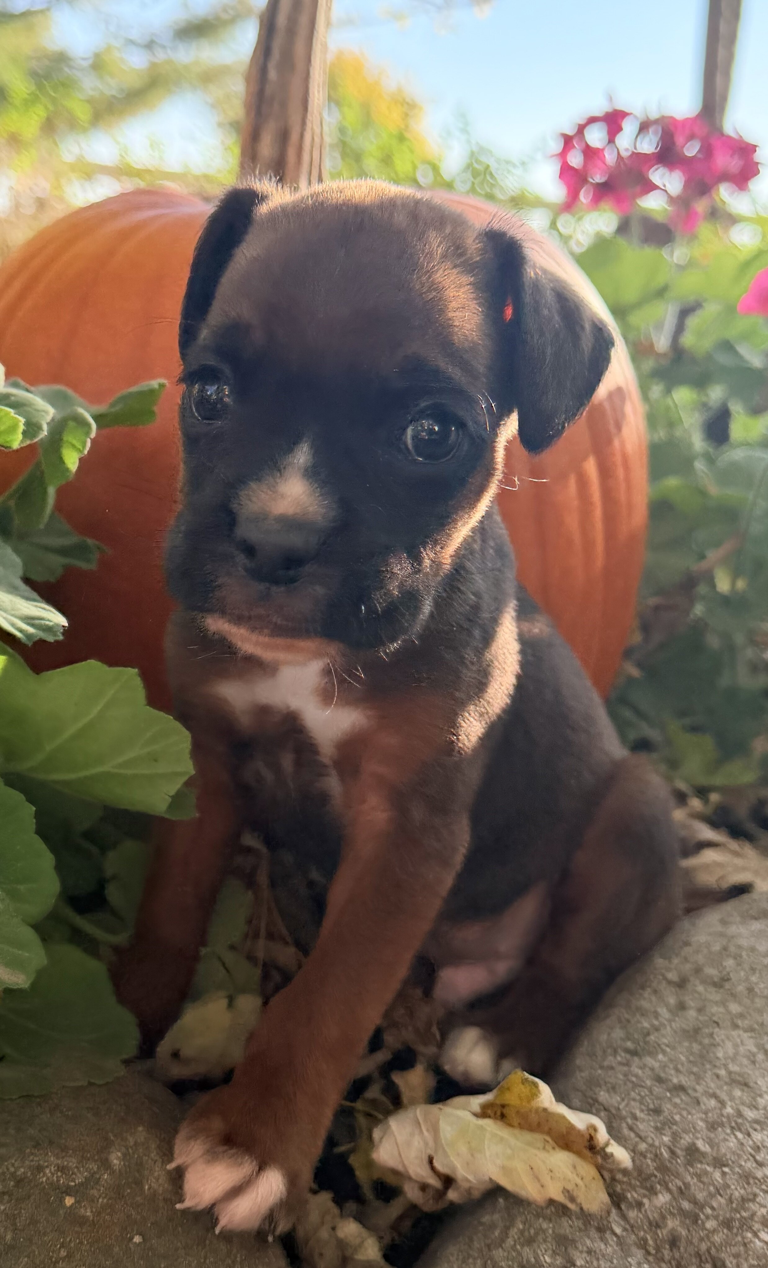 Zeus Male AKC Boxer image 2