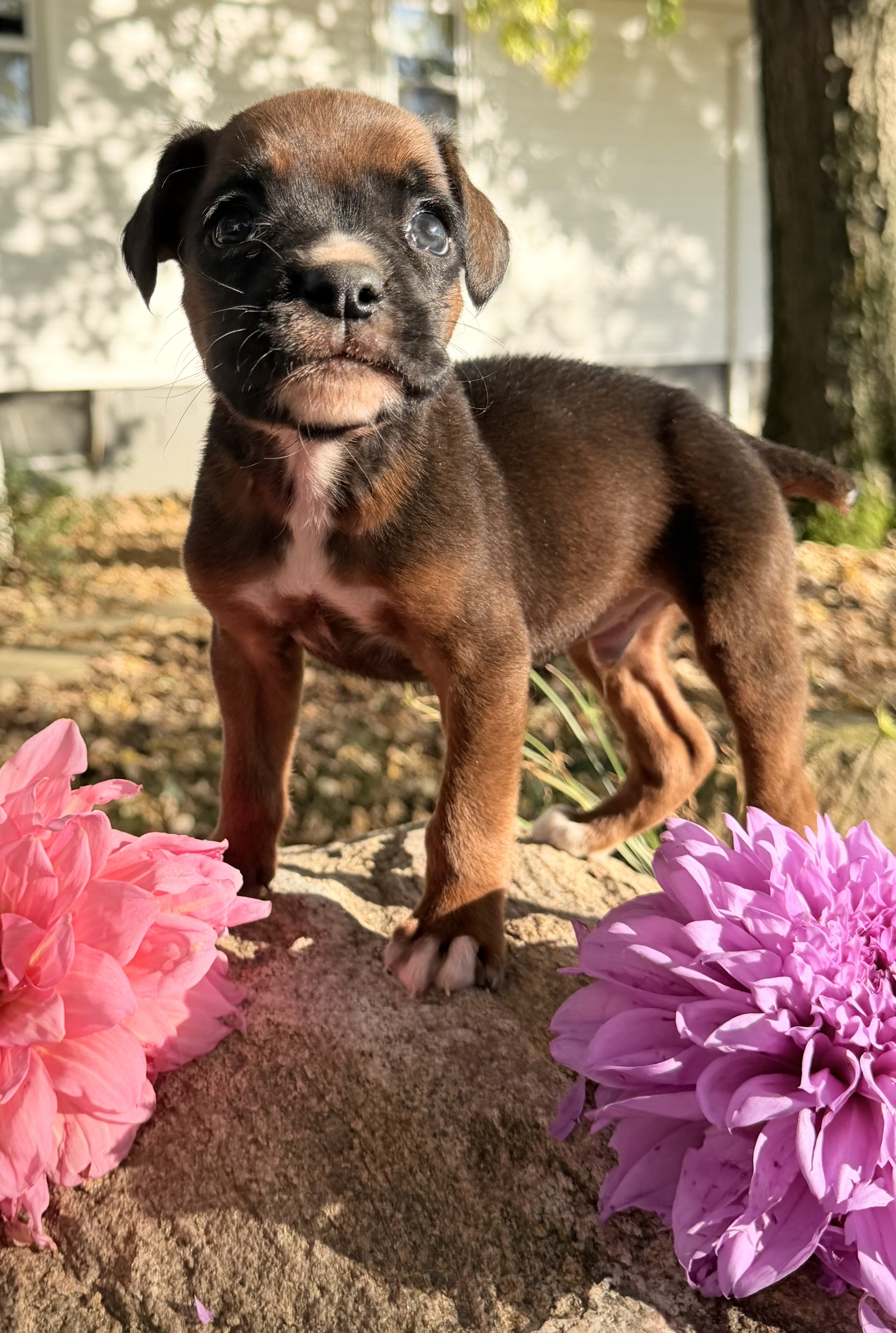 Zeus Male AKC Boxer image 3