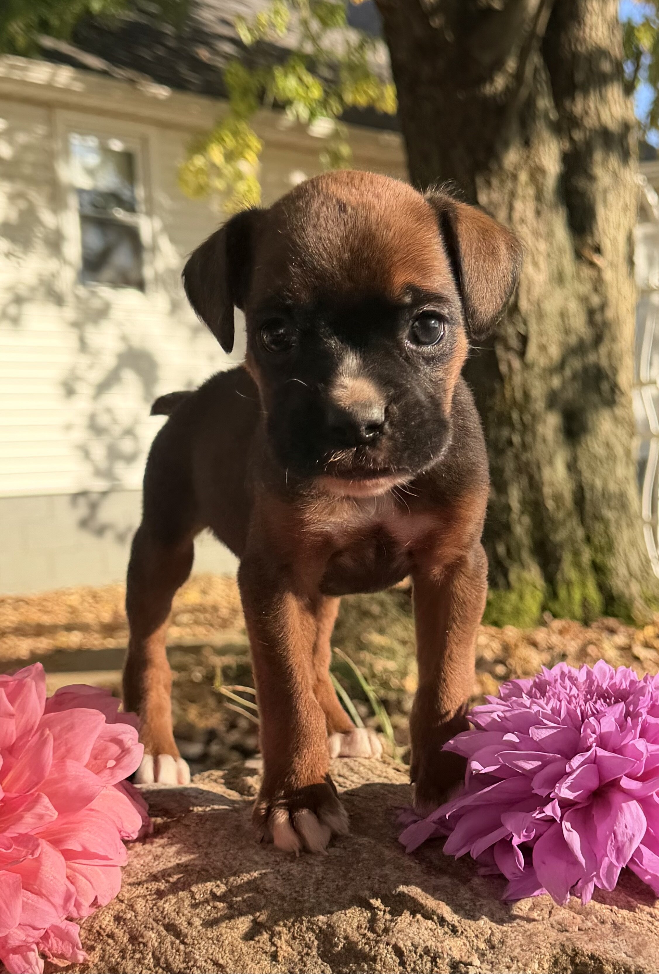 Zeus Male AKC Boxer image 6