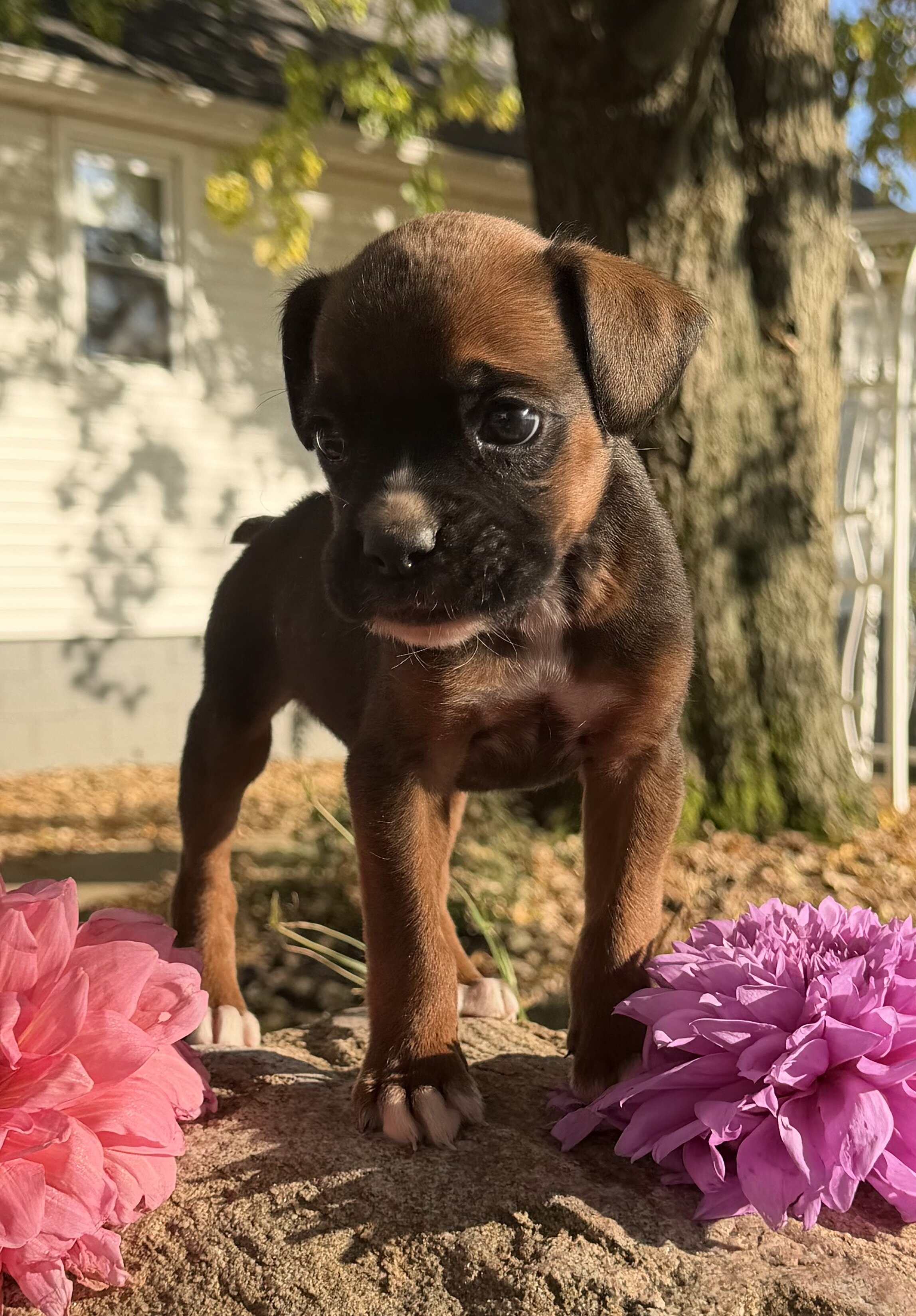 Zeus Male AKC Boxer image 7