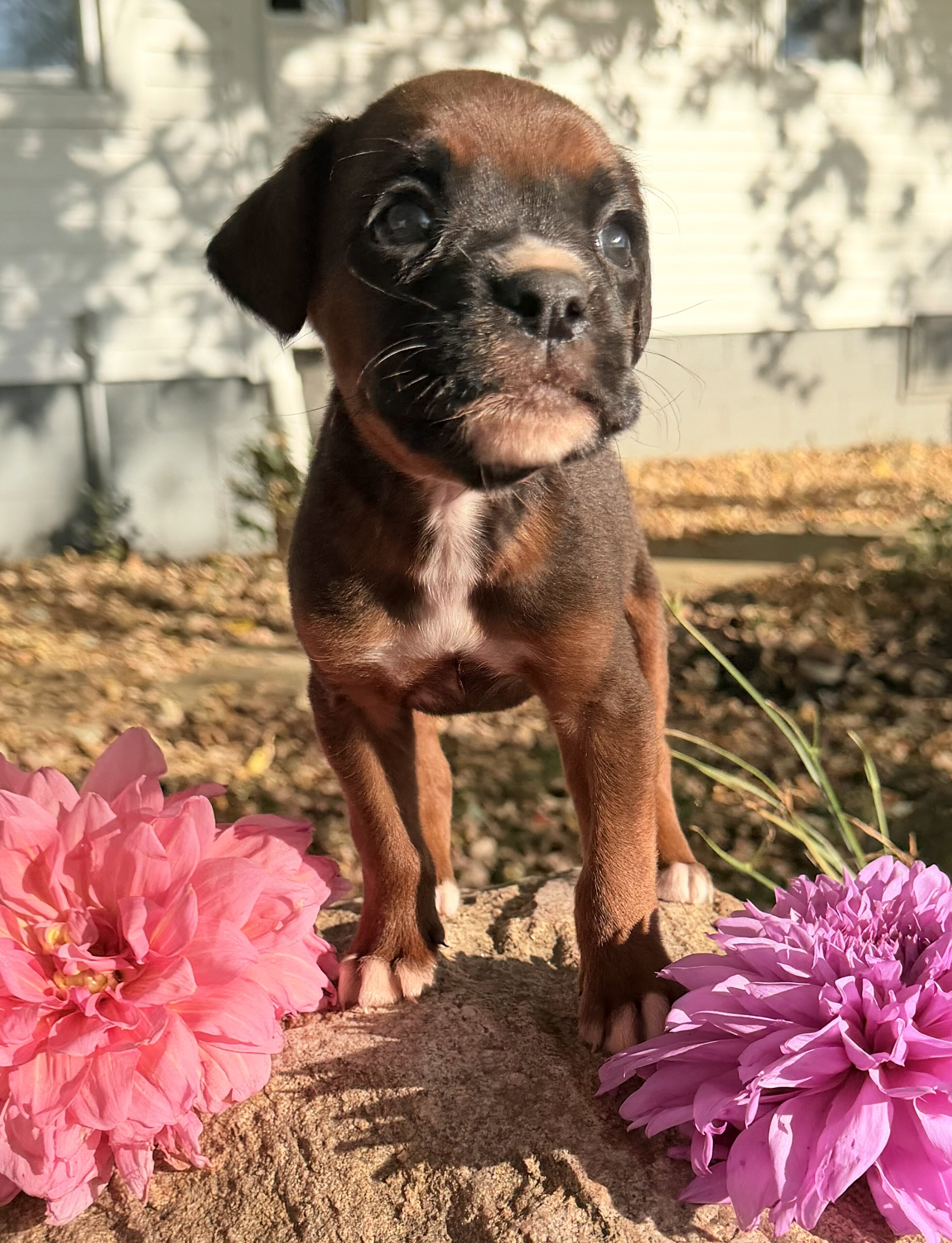 Zeus Male AKC Boxer image 4
