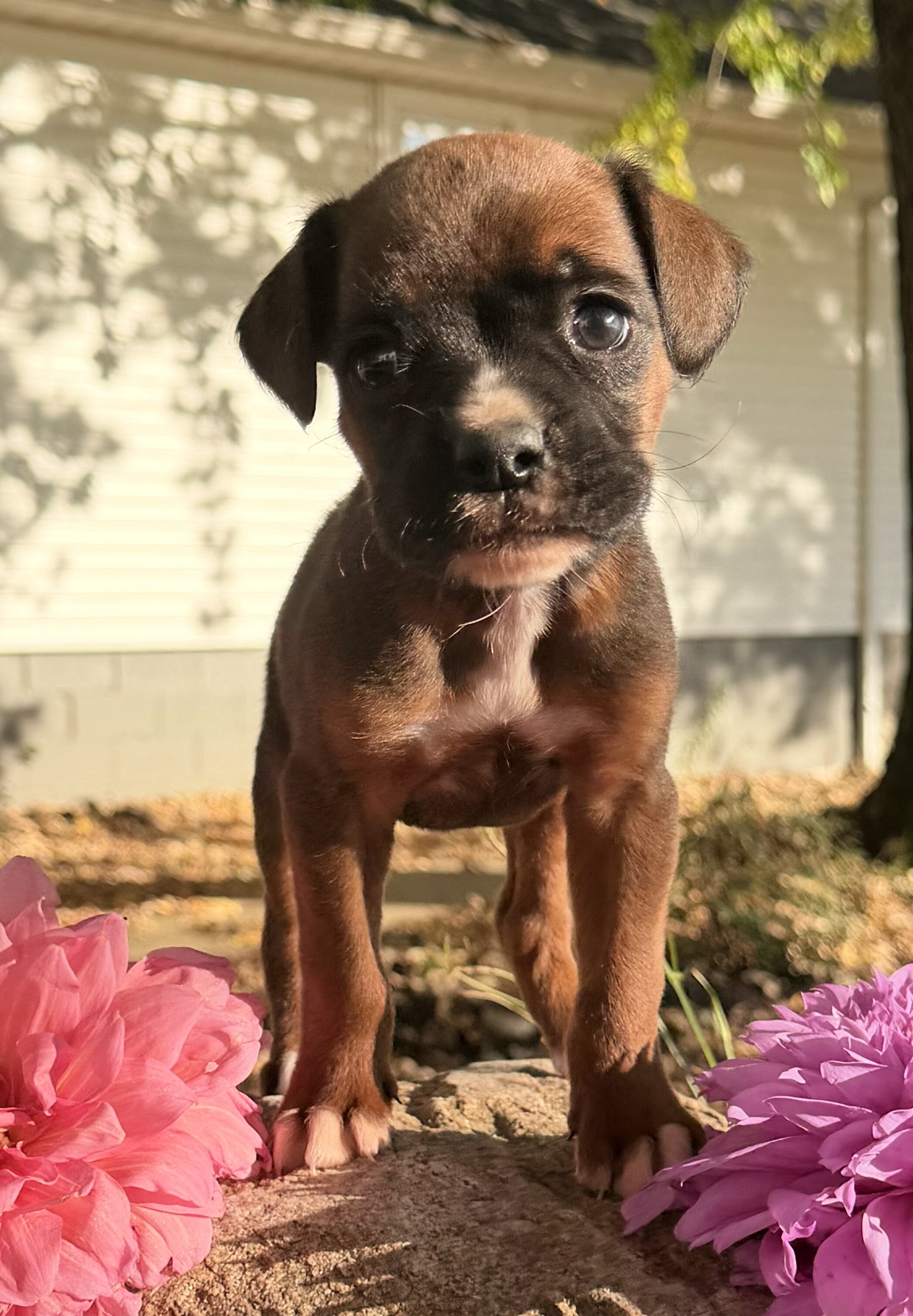 Zeus Male AKC Boxer image 5
