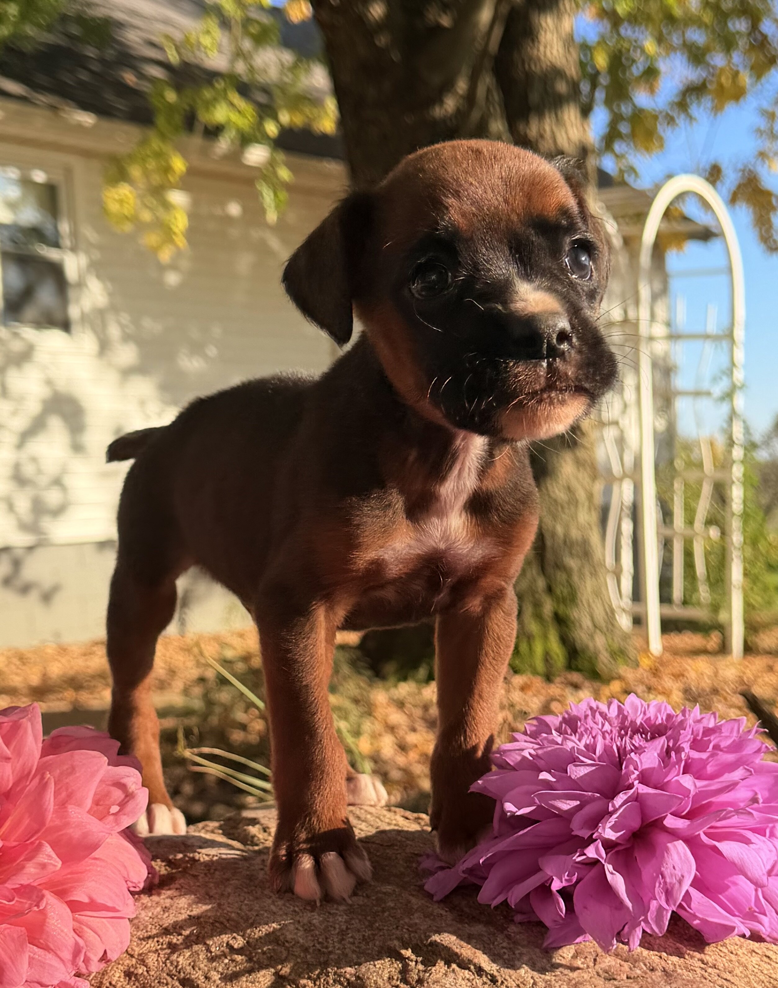 Zeus Male AKC Boxer image 8