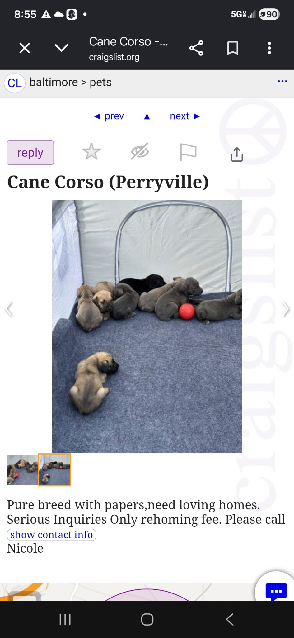 Puppies image 1