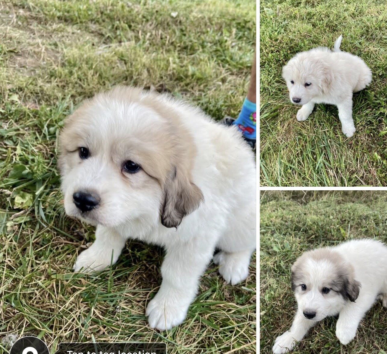Cute Great Pyrenees Puppies image 1