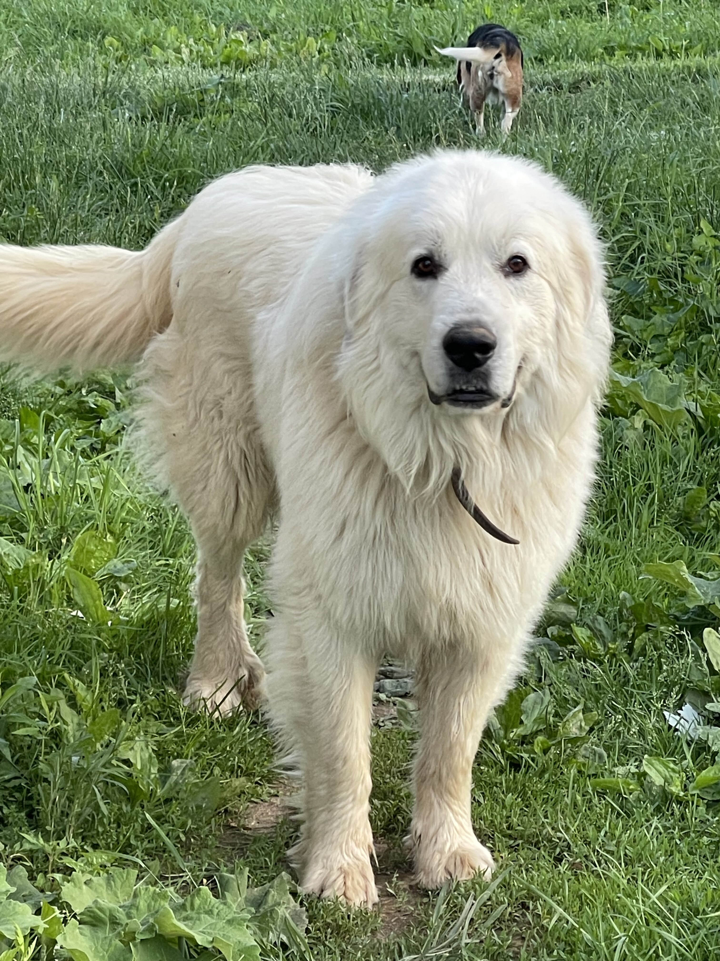 Cute Great Pyrenees Puppies image 2