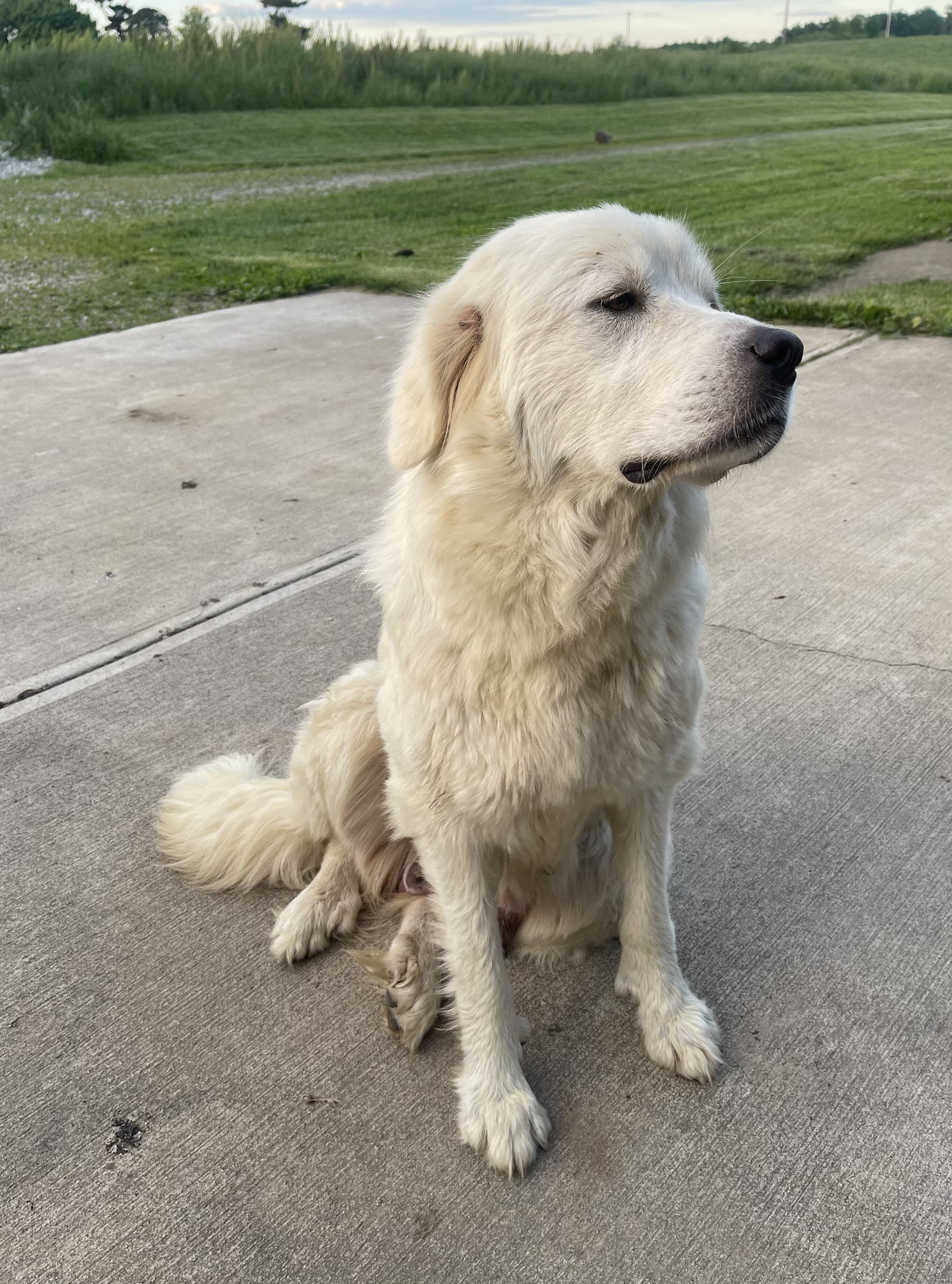Cute Great Pyrenees Puppies image 3