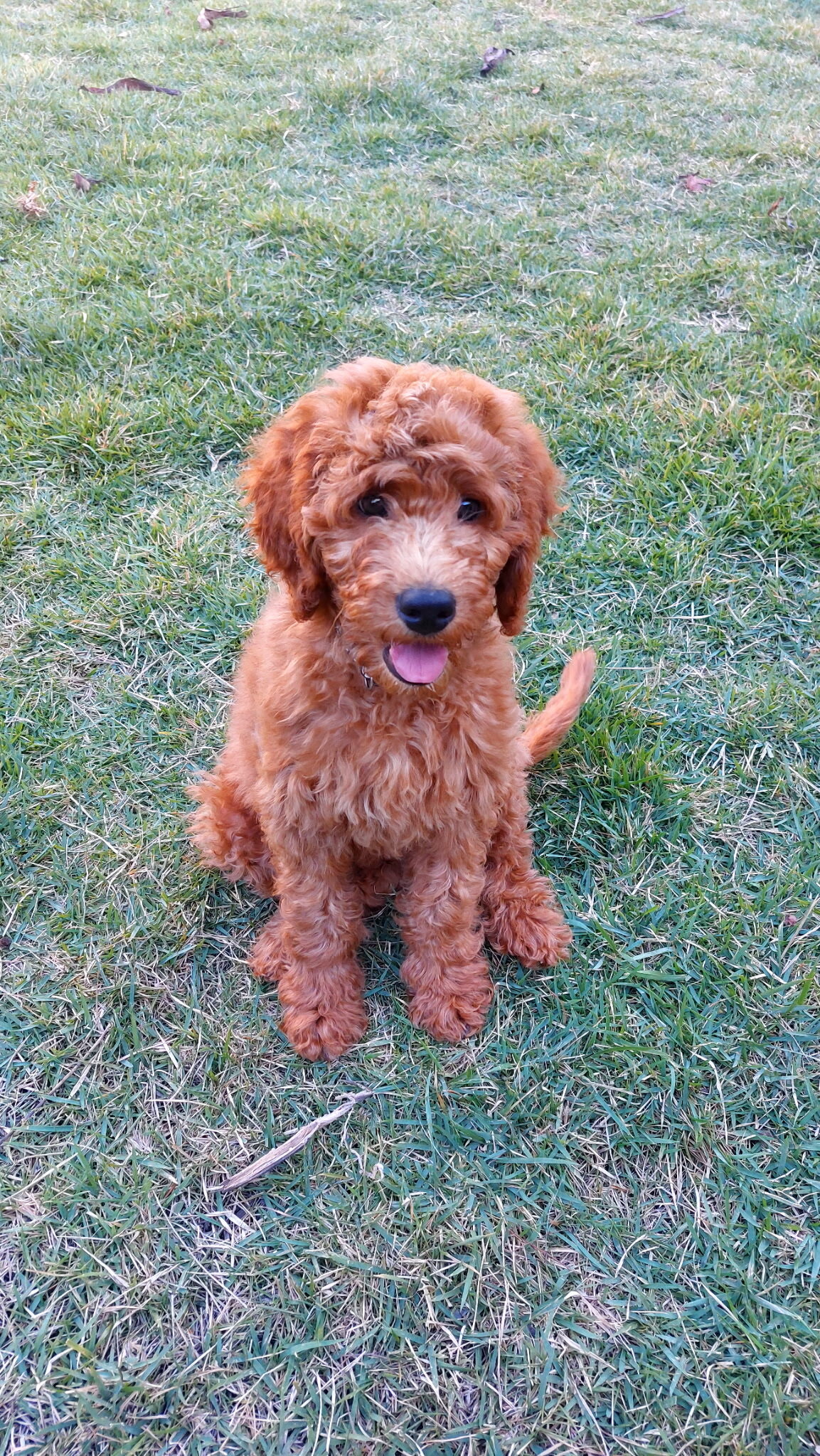 Mini Golden Doodle image 1