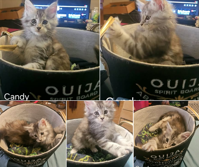 Maine Coon Kittens image 3