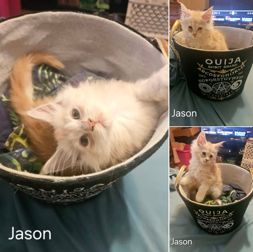 Maine Coon Kittens image 2