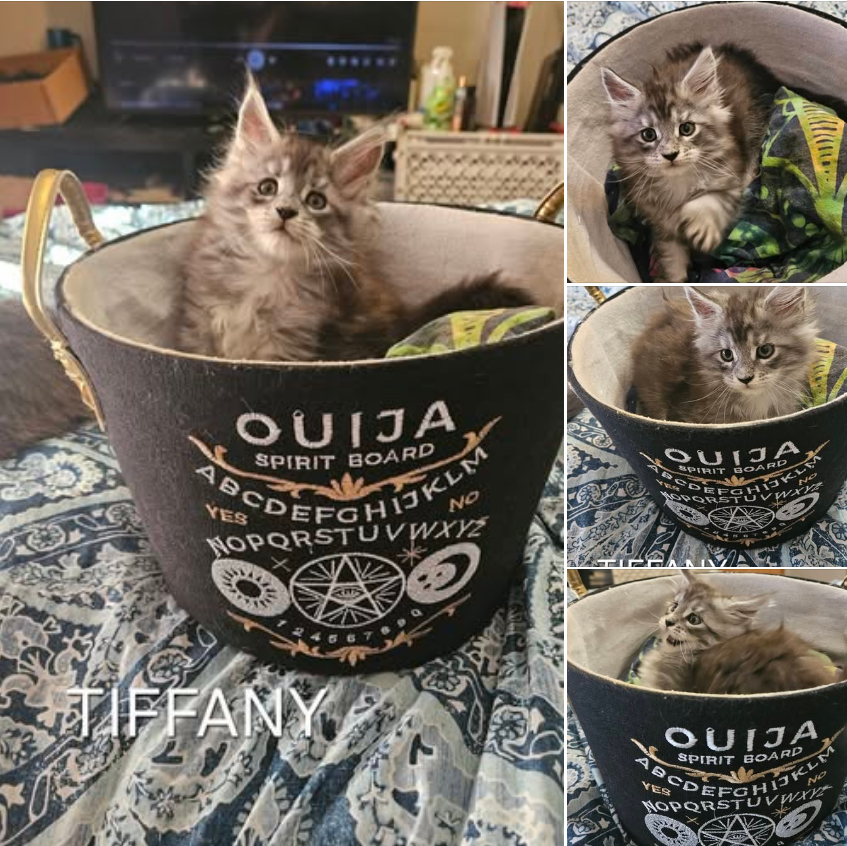 Maine Coon Kittens image 1