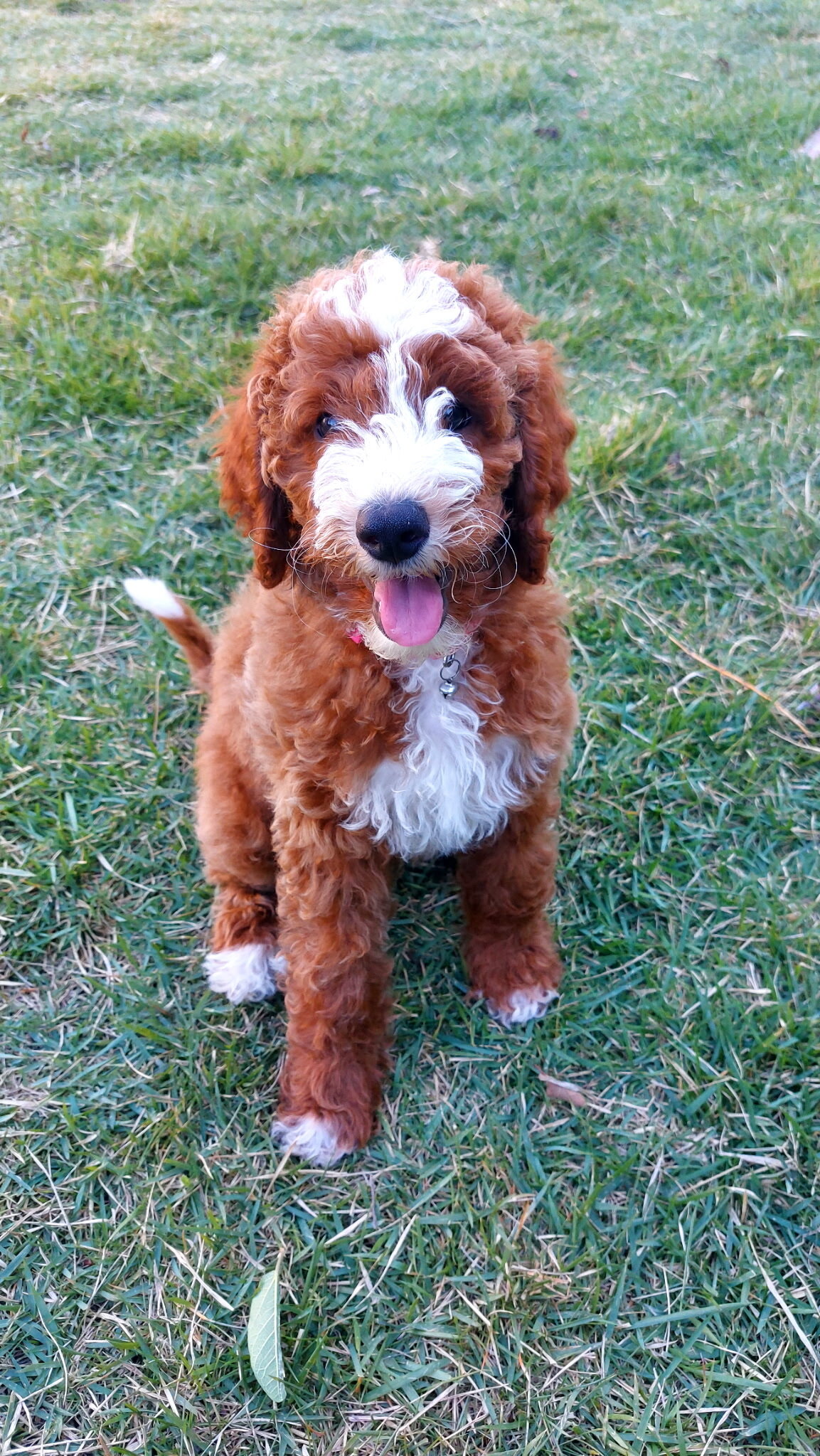 Mini GoldenDoodle image 1