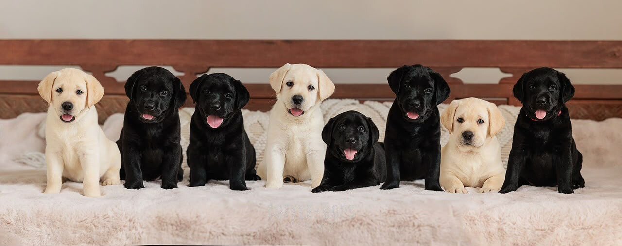 Labrador Retriever Puppies for sale. image 1