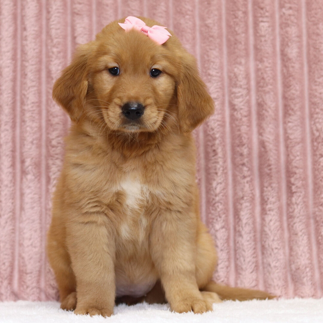 Puppy image 1