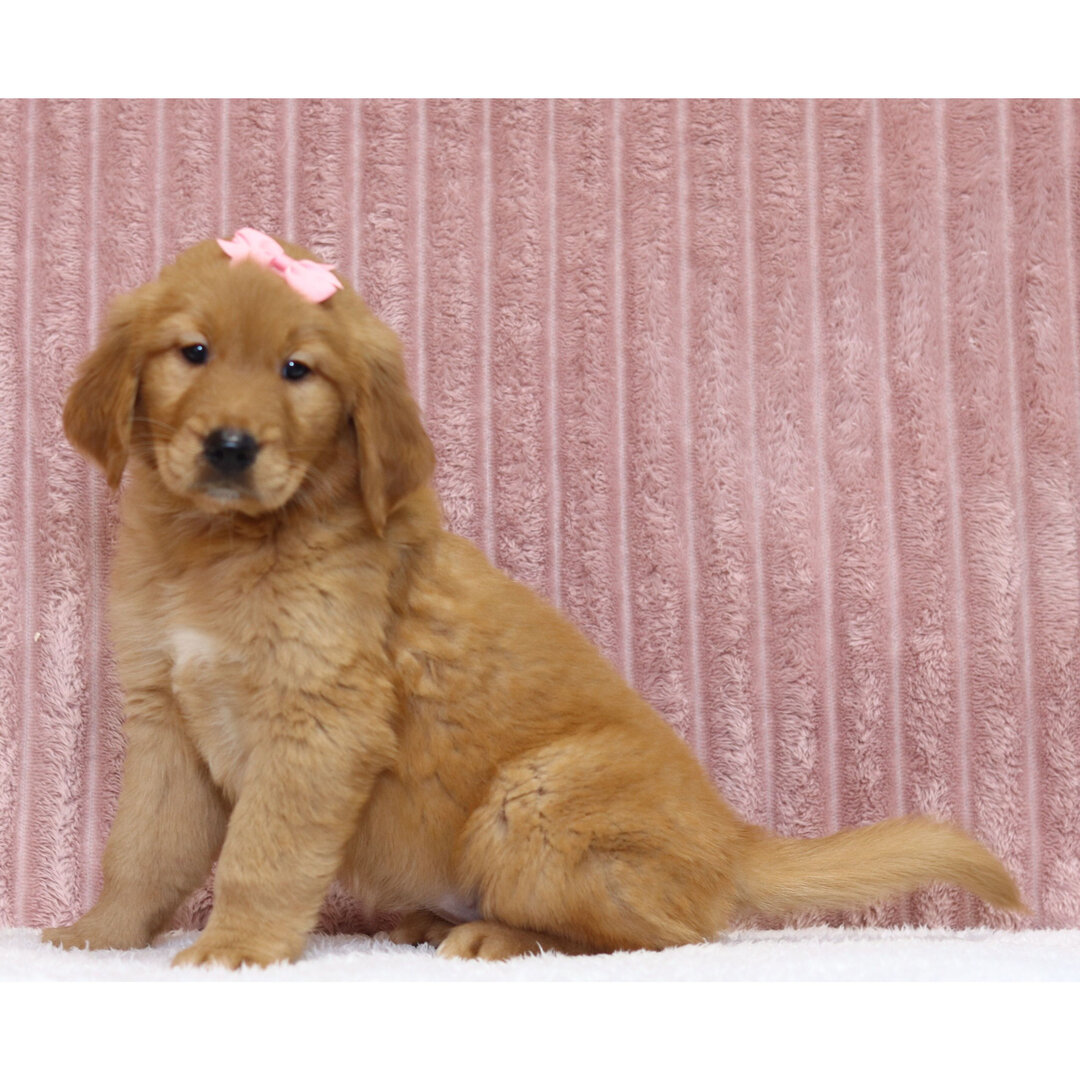 Puppy image 2