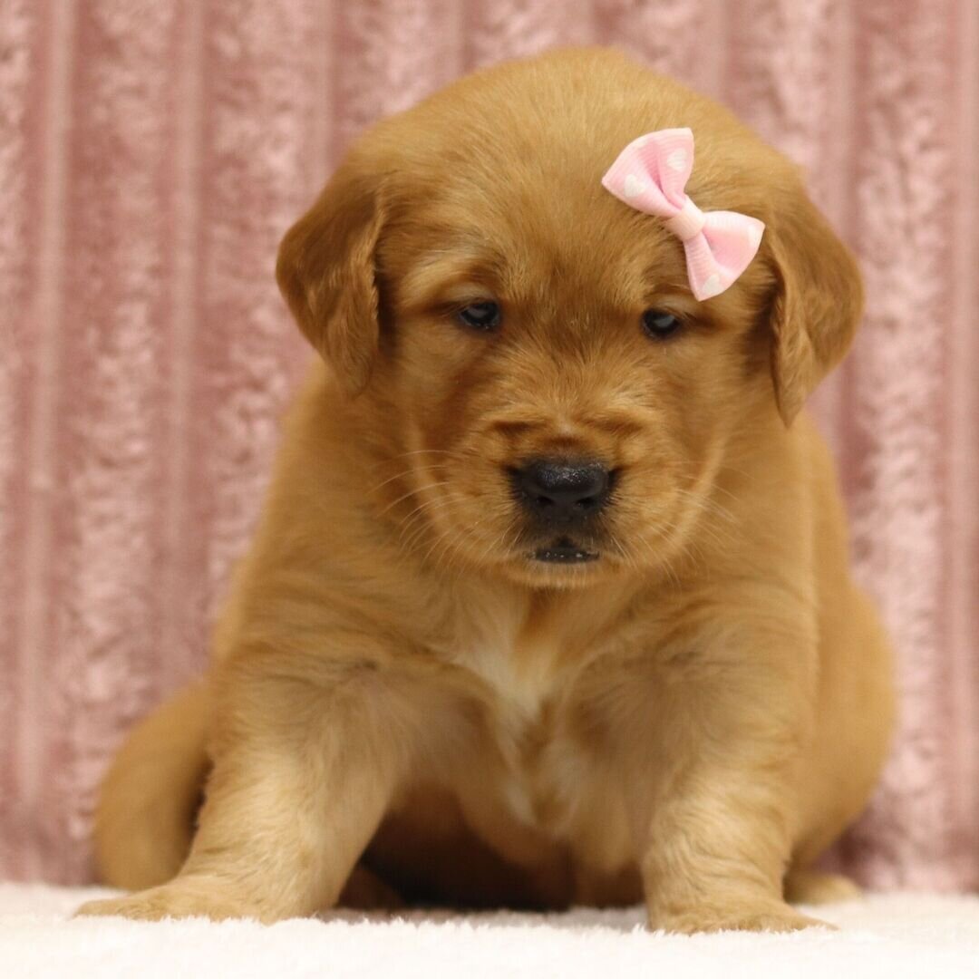 Puppy image 4