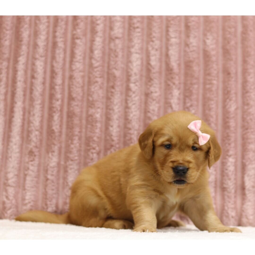 Puppy image 3