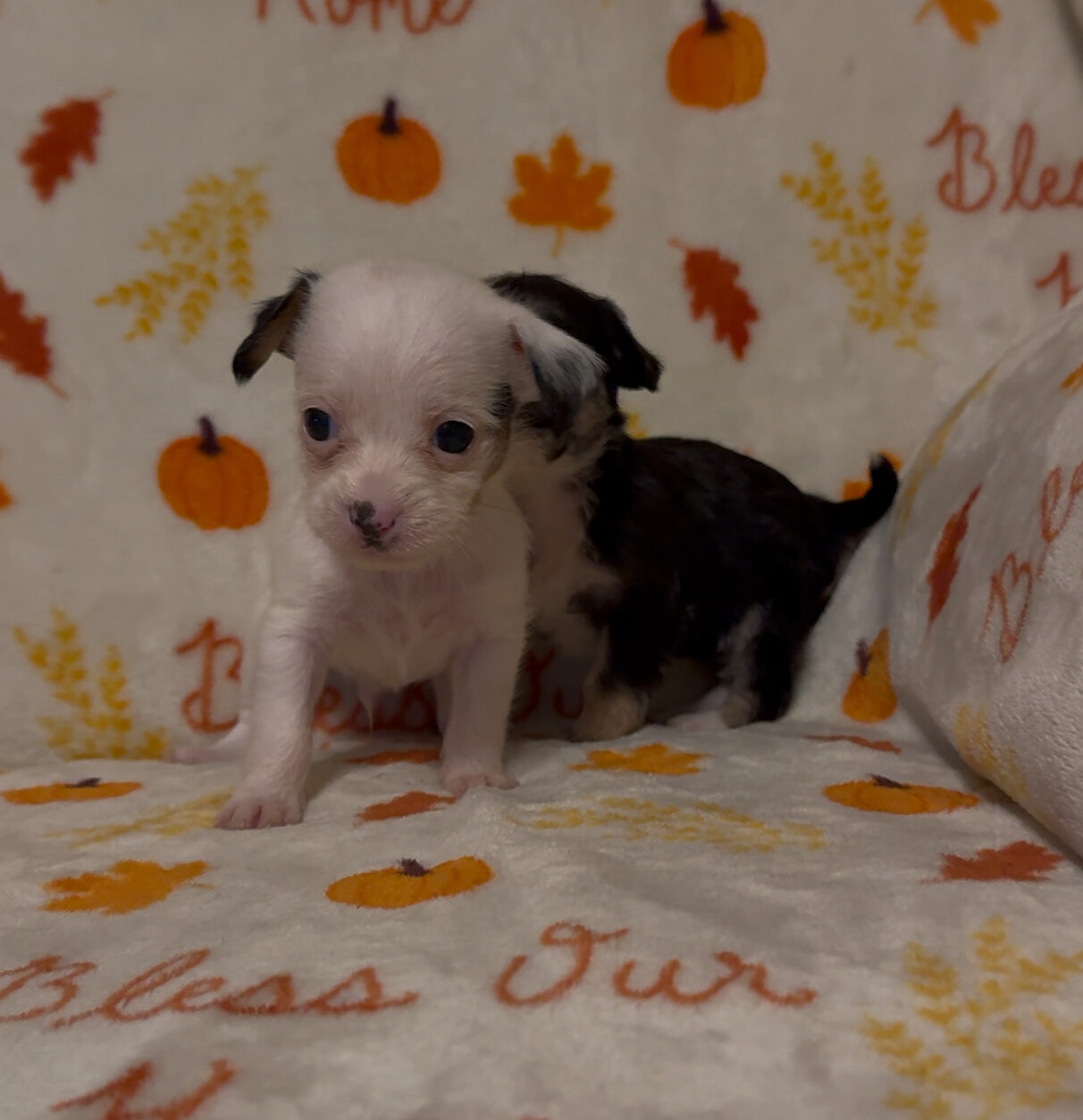 Dachshund poodle mix puppies image 2