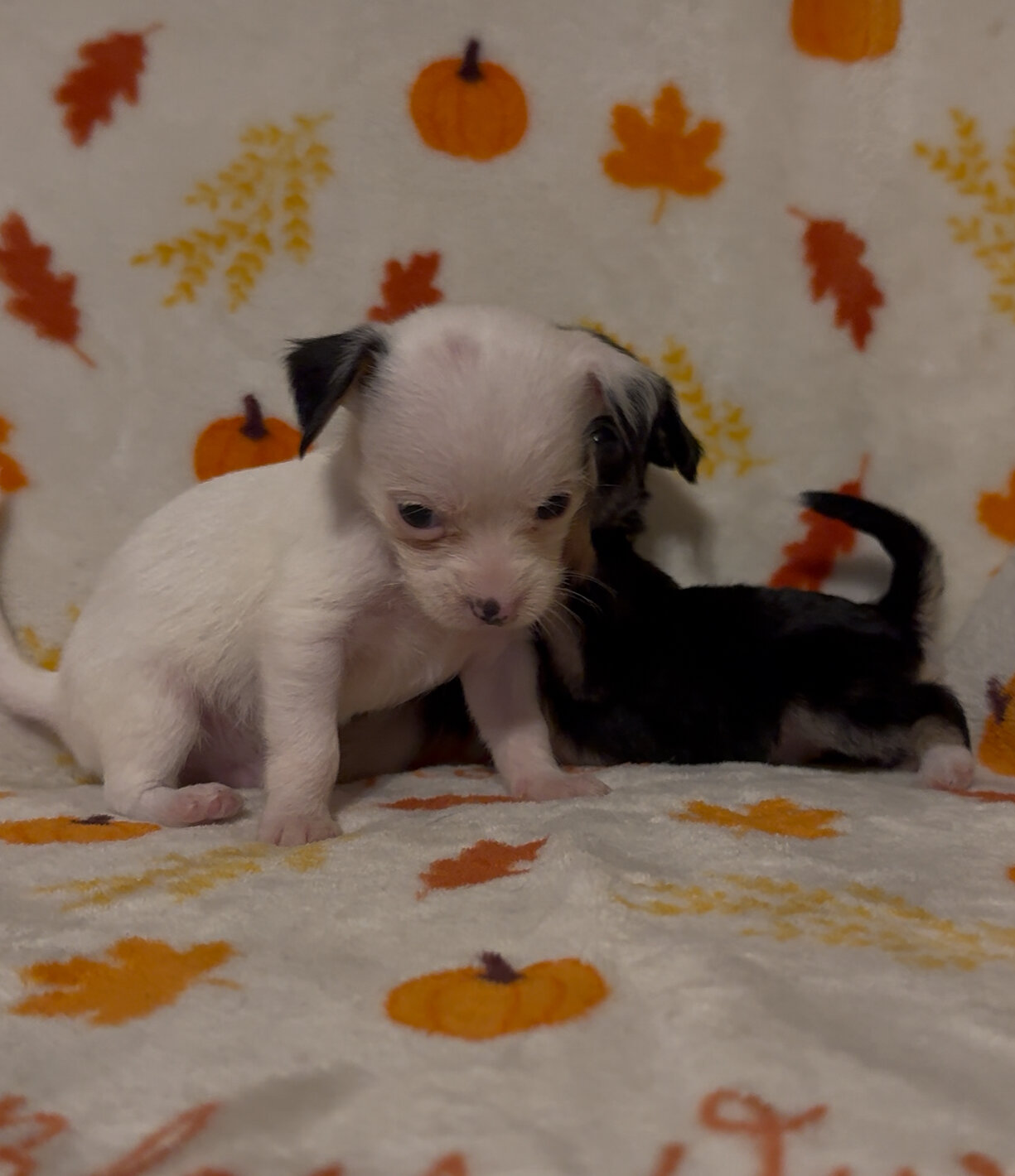 Dachshund poodle mix puppies image 3