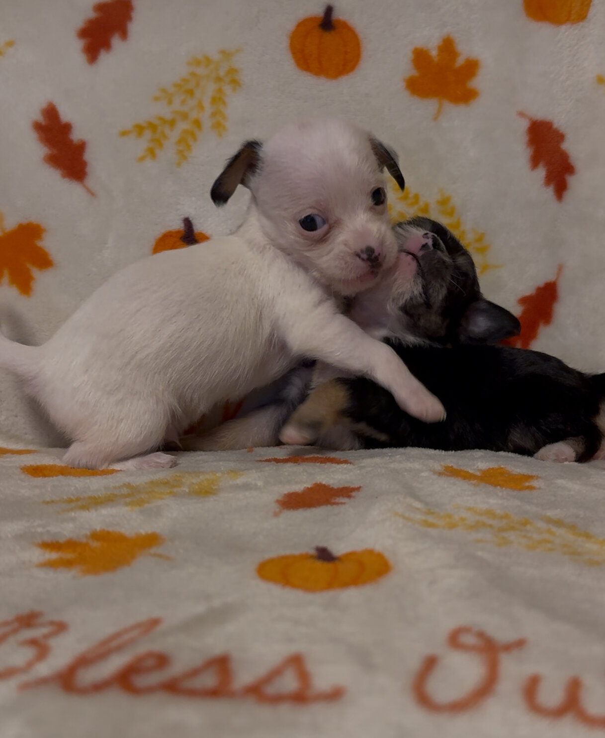 Dachshund poodle mix puppies image 4