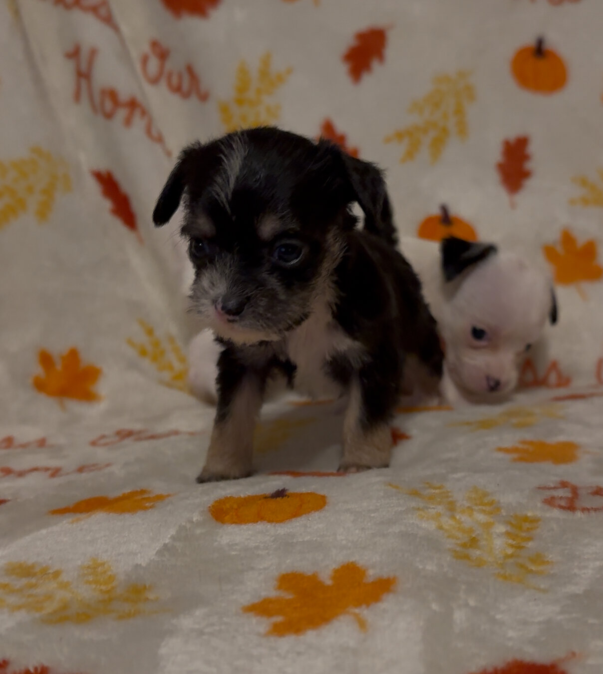Dachshund poodle mix puppies image 5