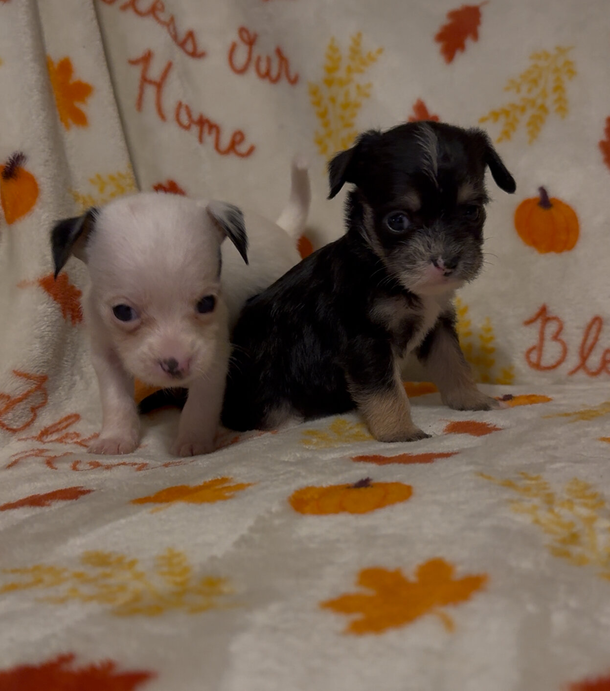 Dachshund poodle mix puppies image 1