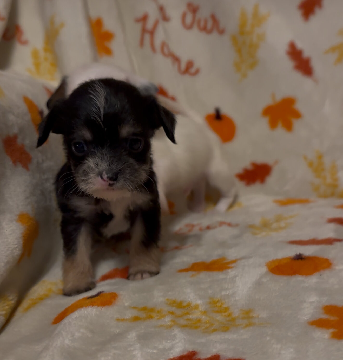 Dachshund poodle mix puppies image 6