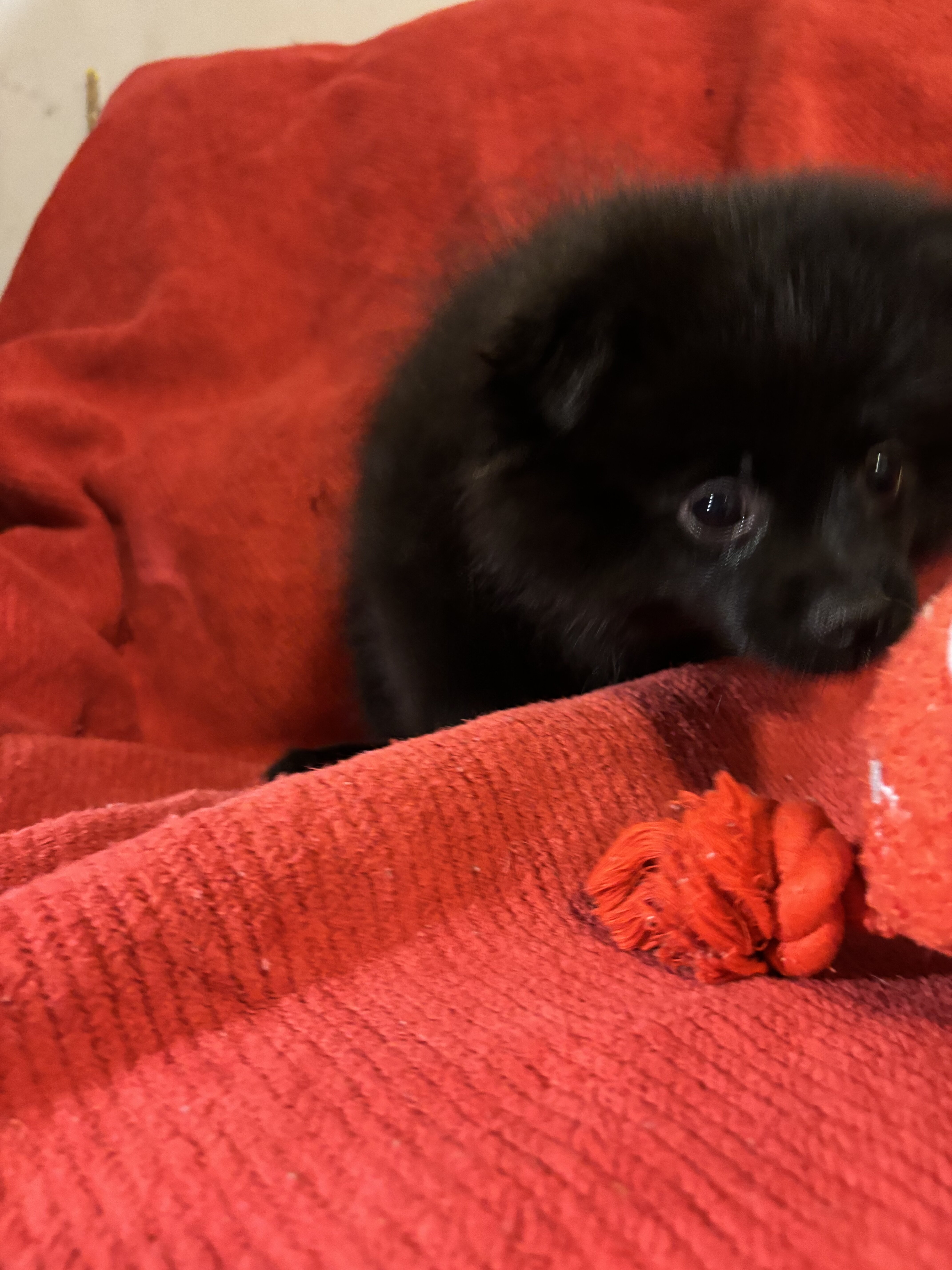 Purebred Pomeranian-black image 4