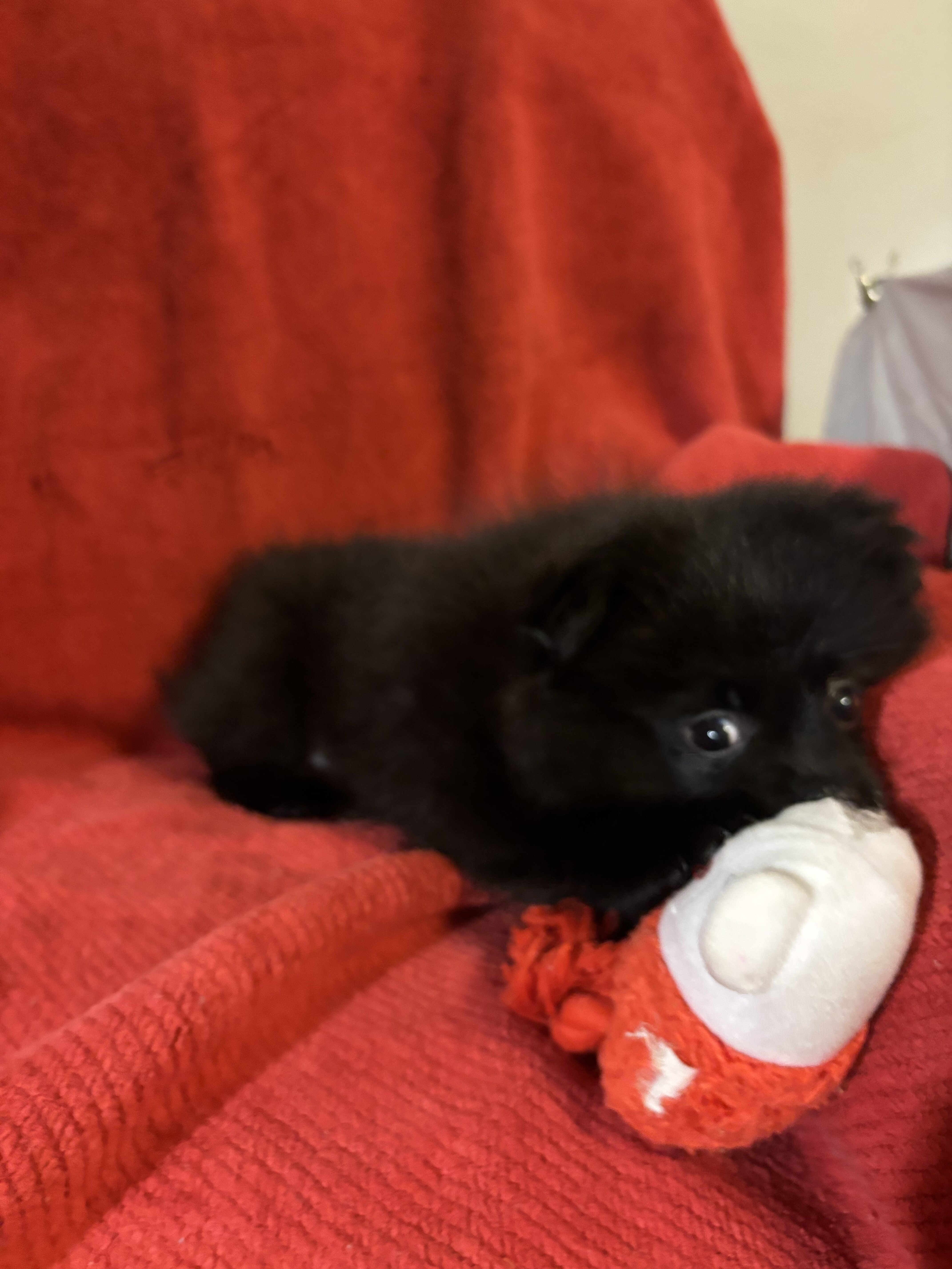 Purebred Pomeranian-black image 3