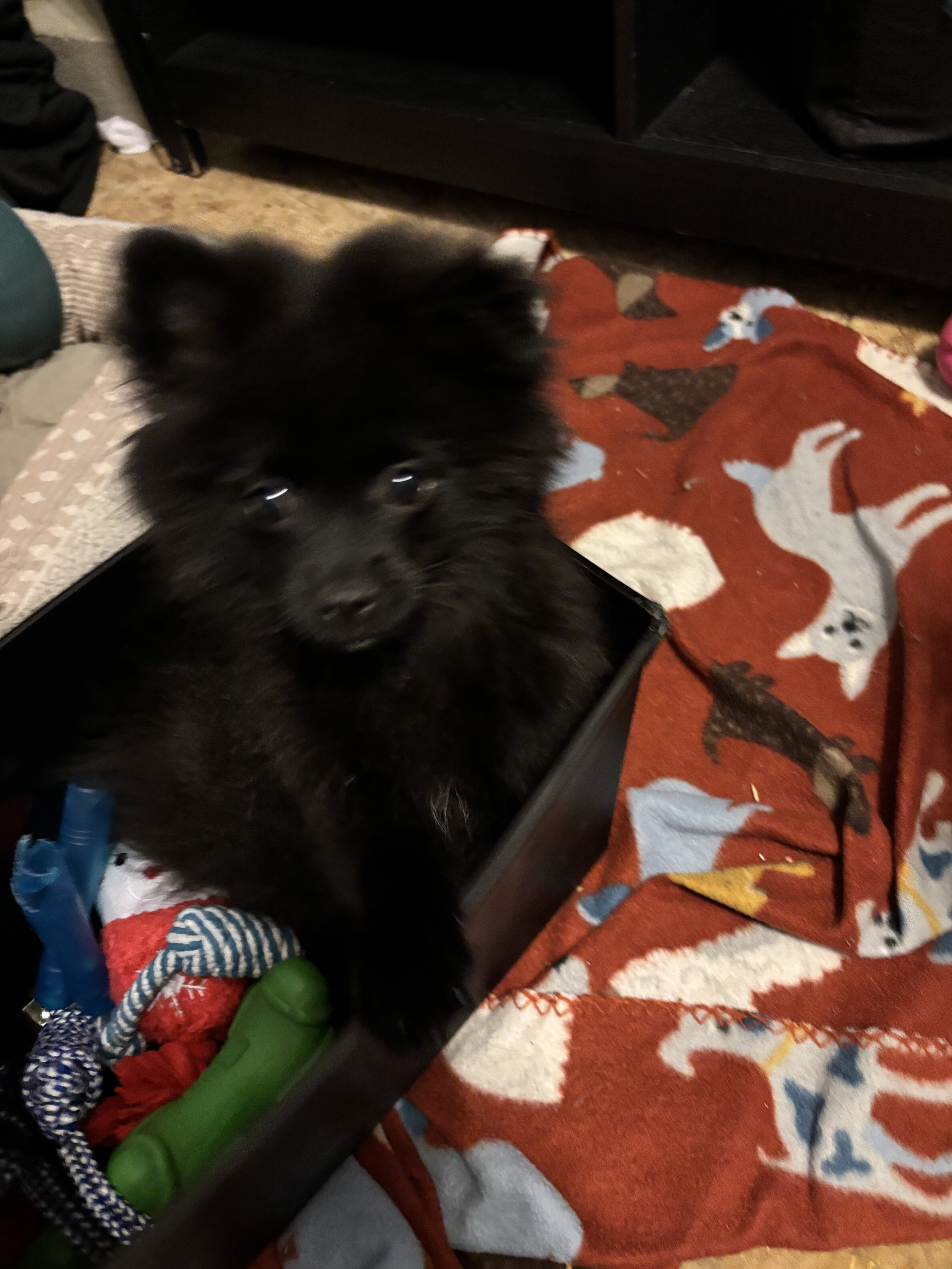 Purebred Pomeranian-black image 1