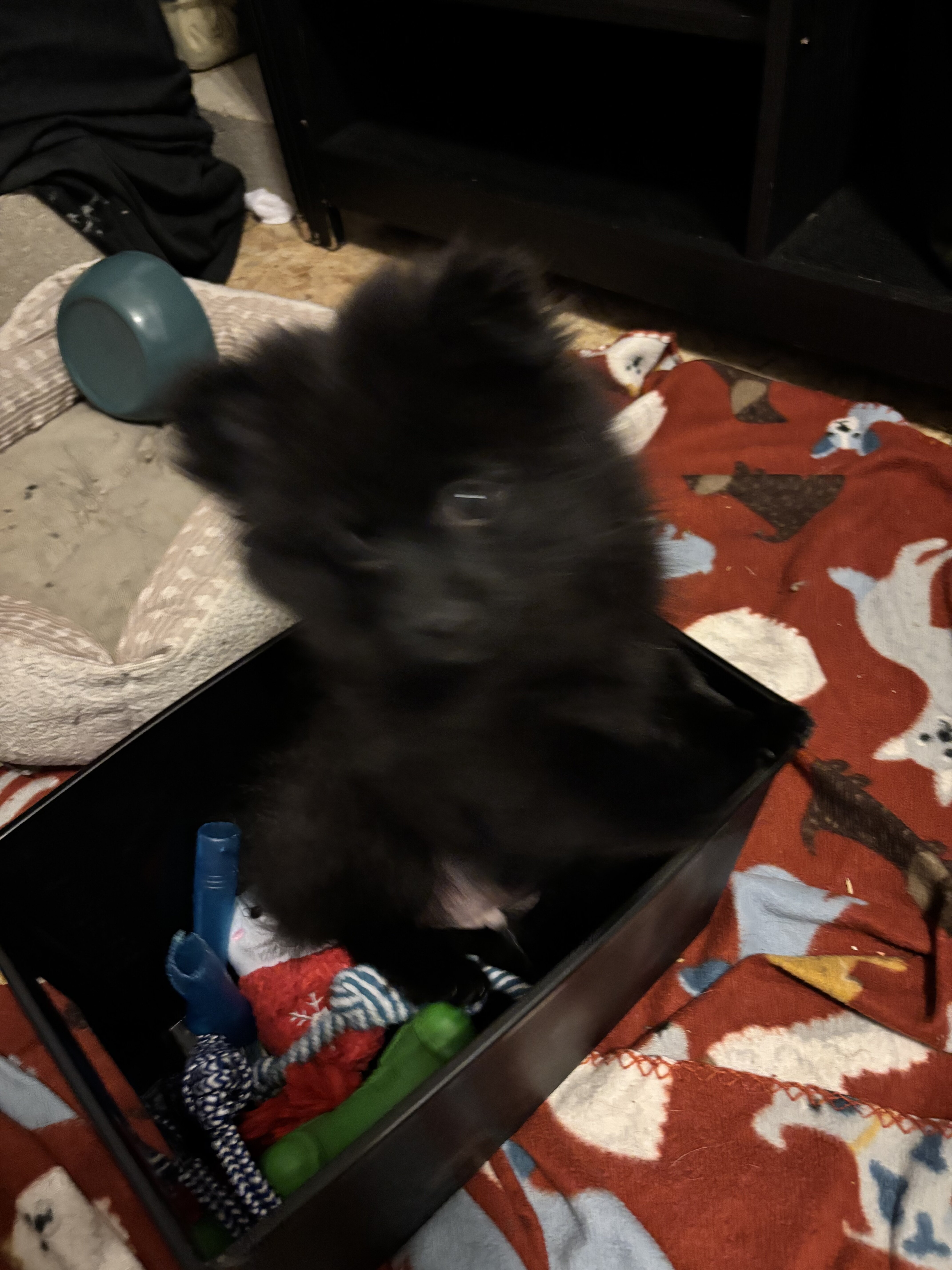 Purebred Pomeranian-black image 2