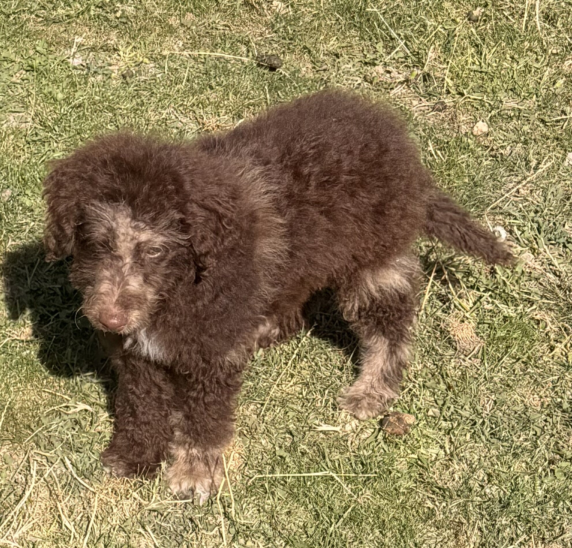 Doodle puppies image 1