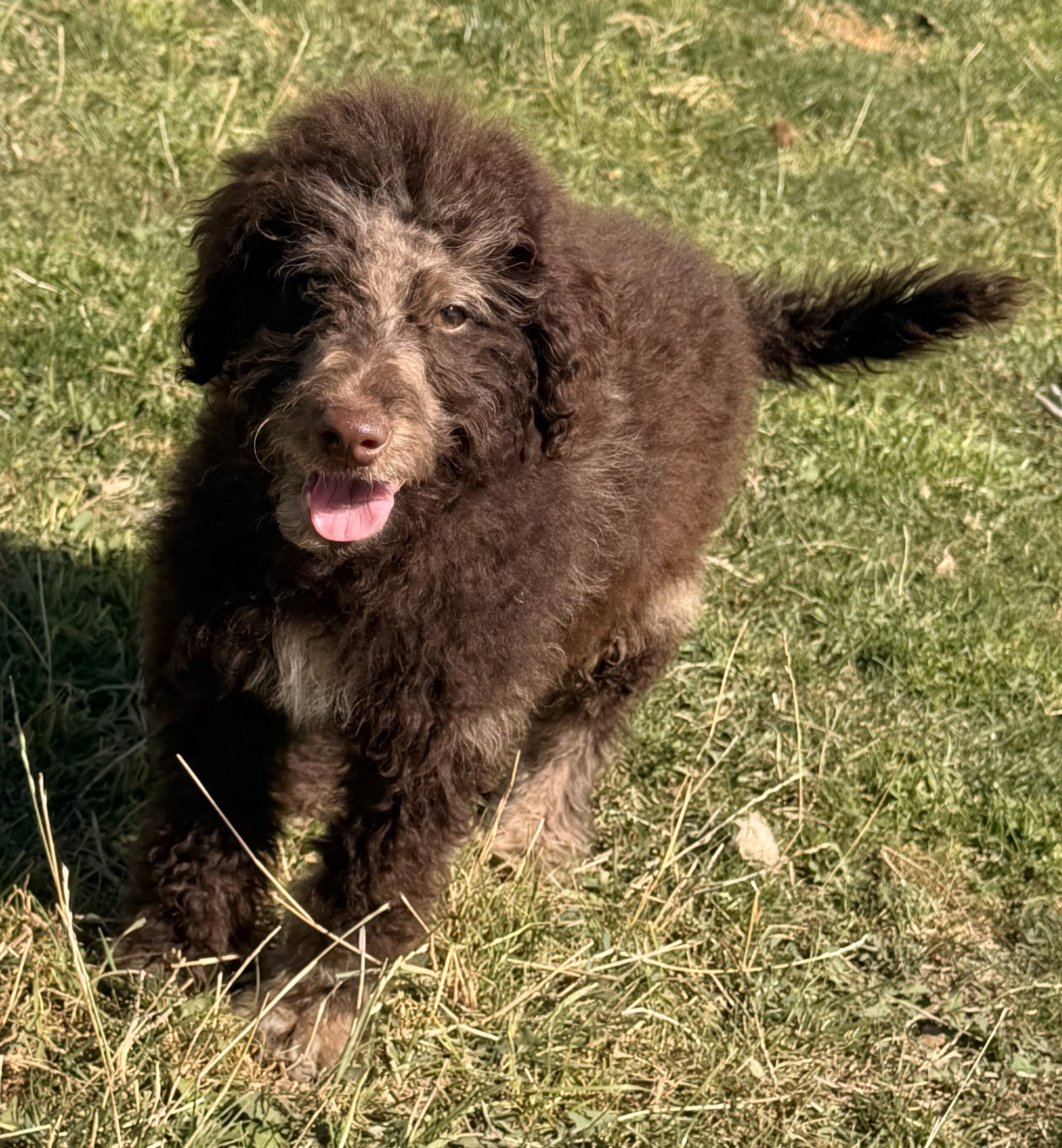 Doodle puppies image 2