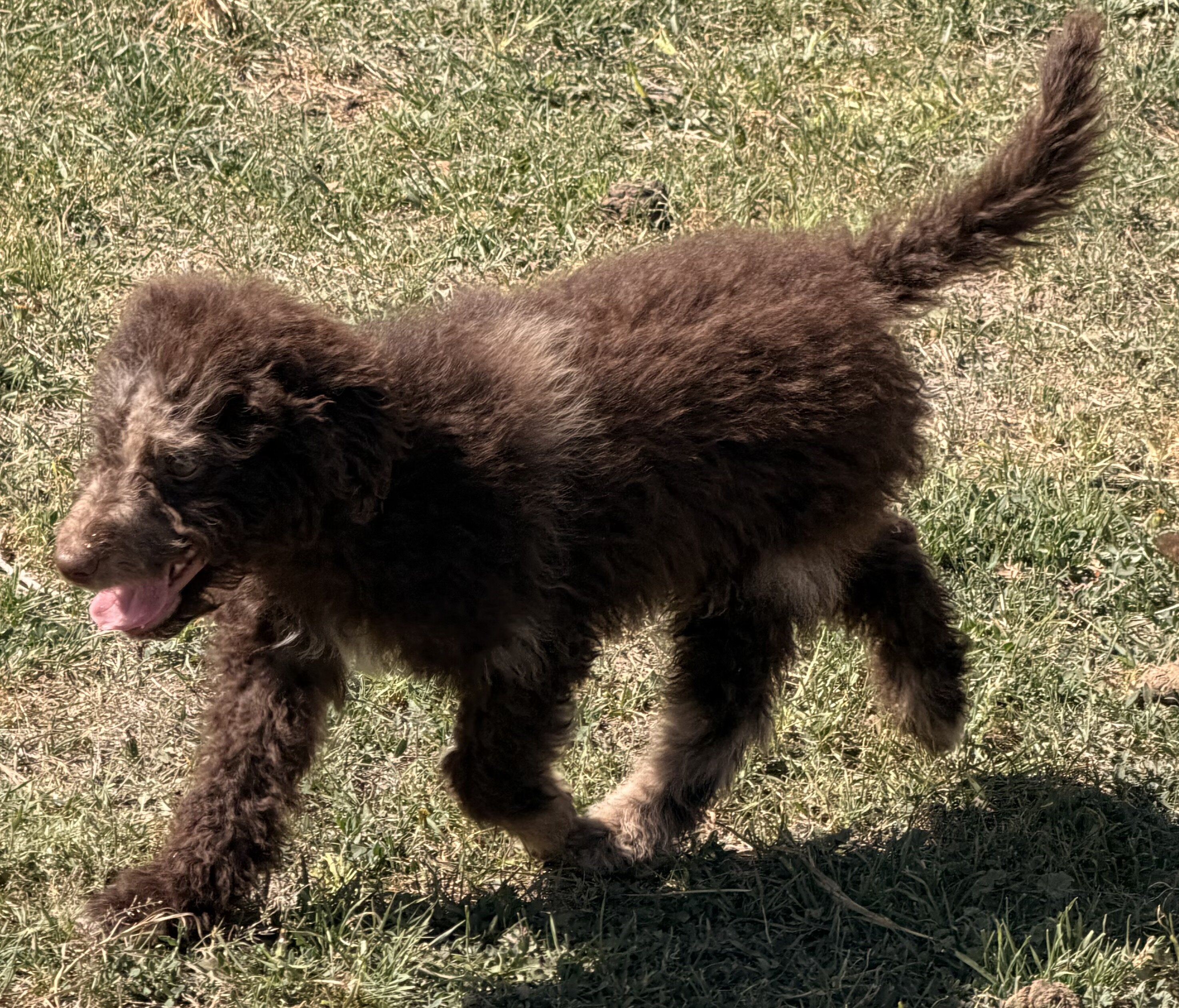 Doodle puppies image 3