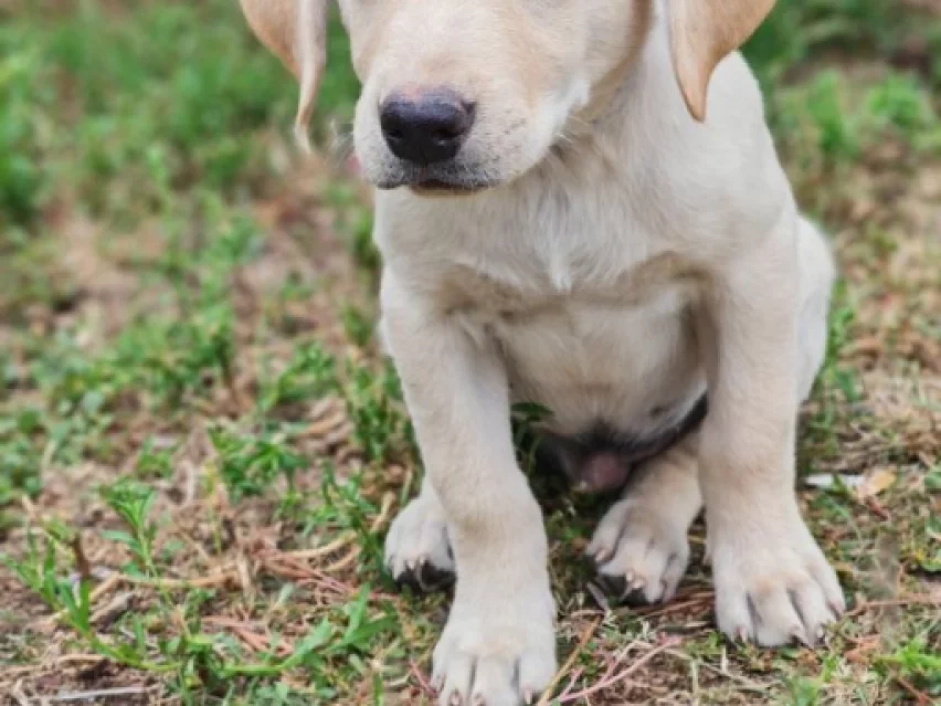 Yellow Male Labrador Retriever Puppy - Ragnor image 2