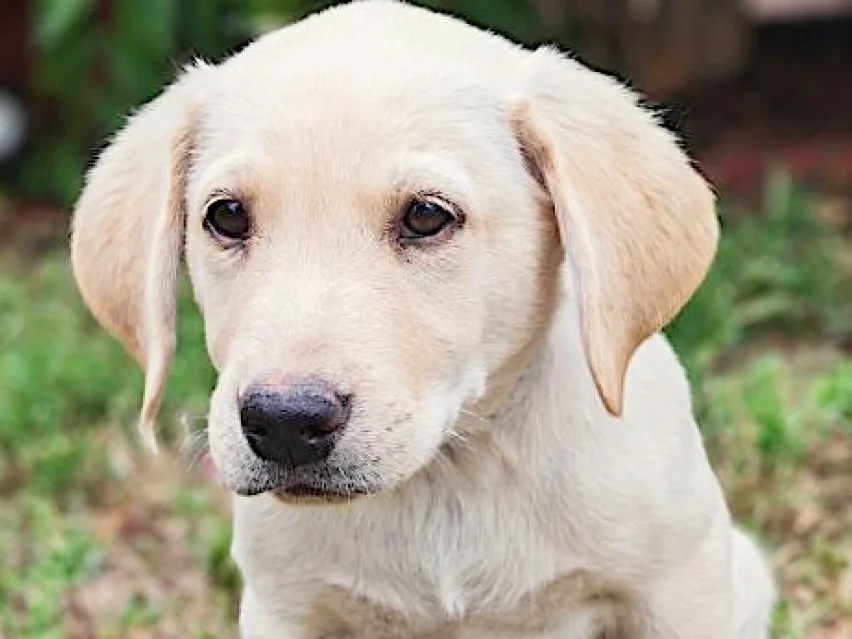 Yellow Male Labrador Retriever Puppy - Ragnor image 1