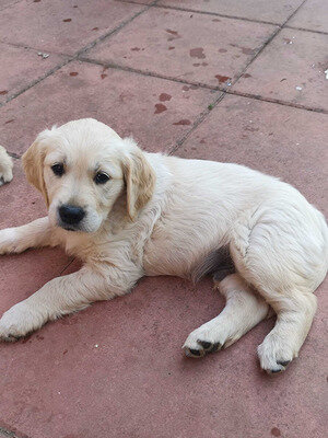 Registered Golden Retriever Puppies image 2