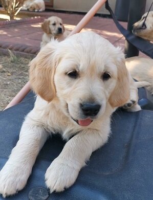 Registered Golden Retriever Puppies image 1