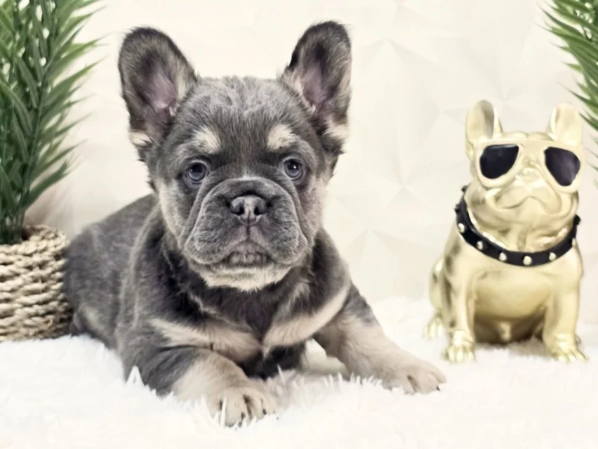 Blue & Tan Fluffy French Bulldog Female - Angel image 2