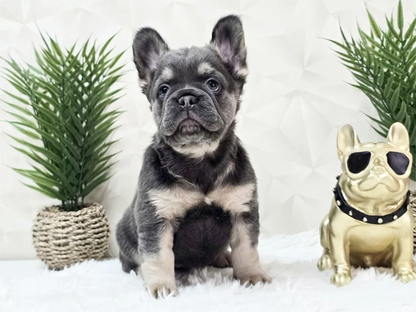 Blue & Tan Fluffy French Bulldog Female - Angel image 3
