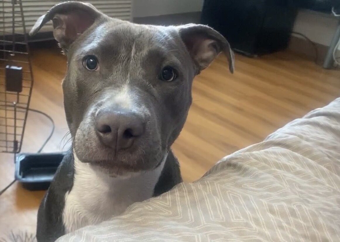 7 MONTH OLD FEMALE BLUE XXL BULLY PUPPY image 2