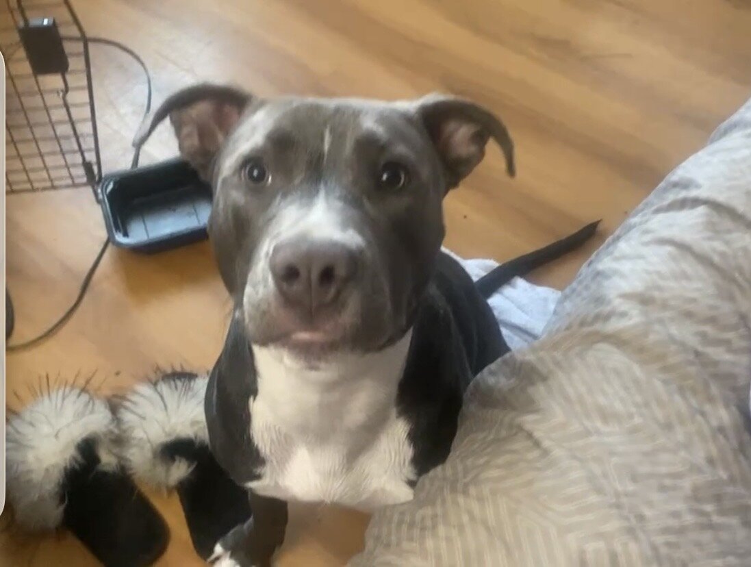 7 MONTH OLD FEMALE BLUE XXL BULLY PUPPY image 1