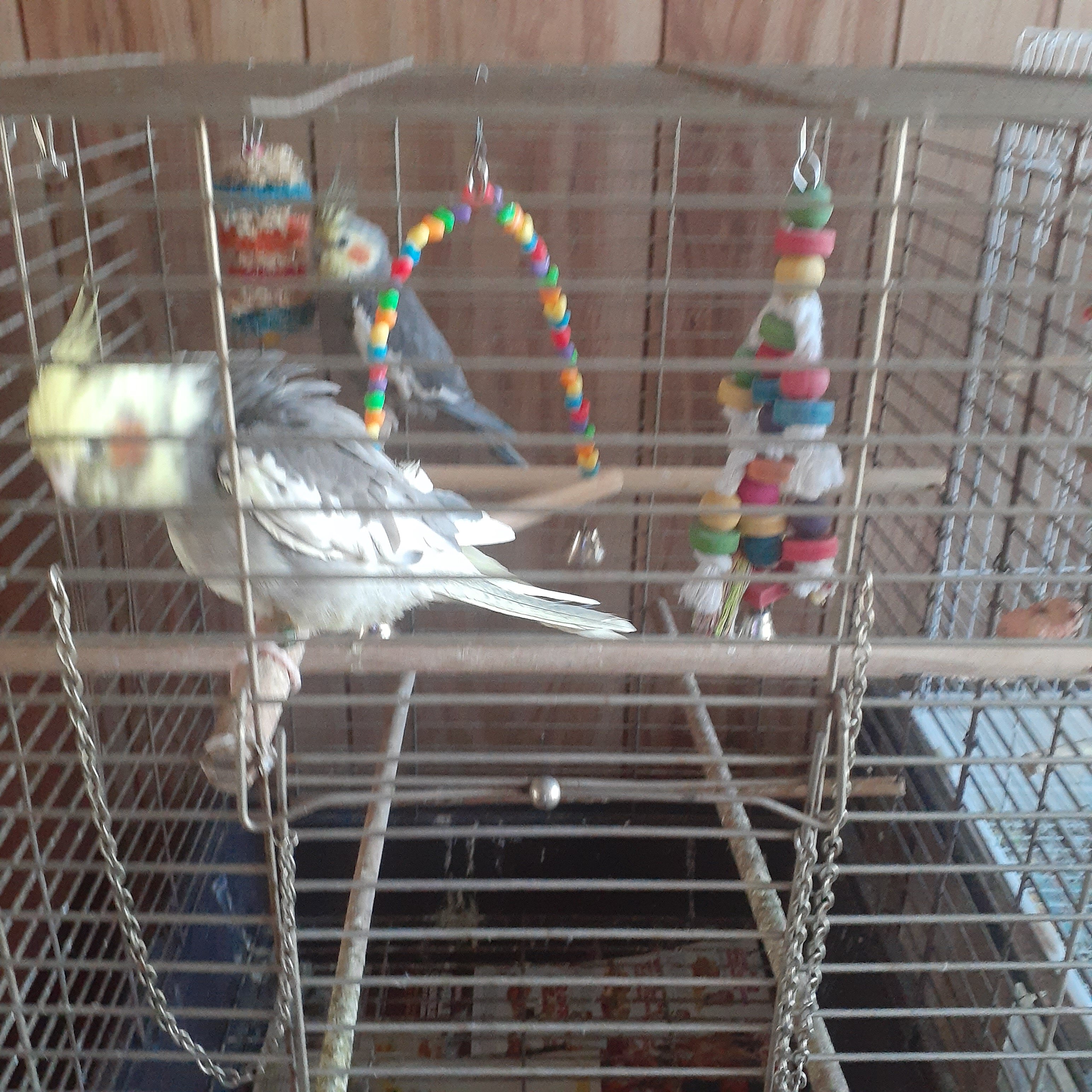 Male and female bonded pair of cockatiels with a c image 1