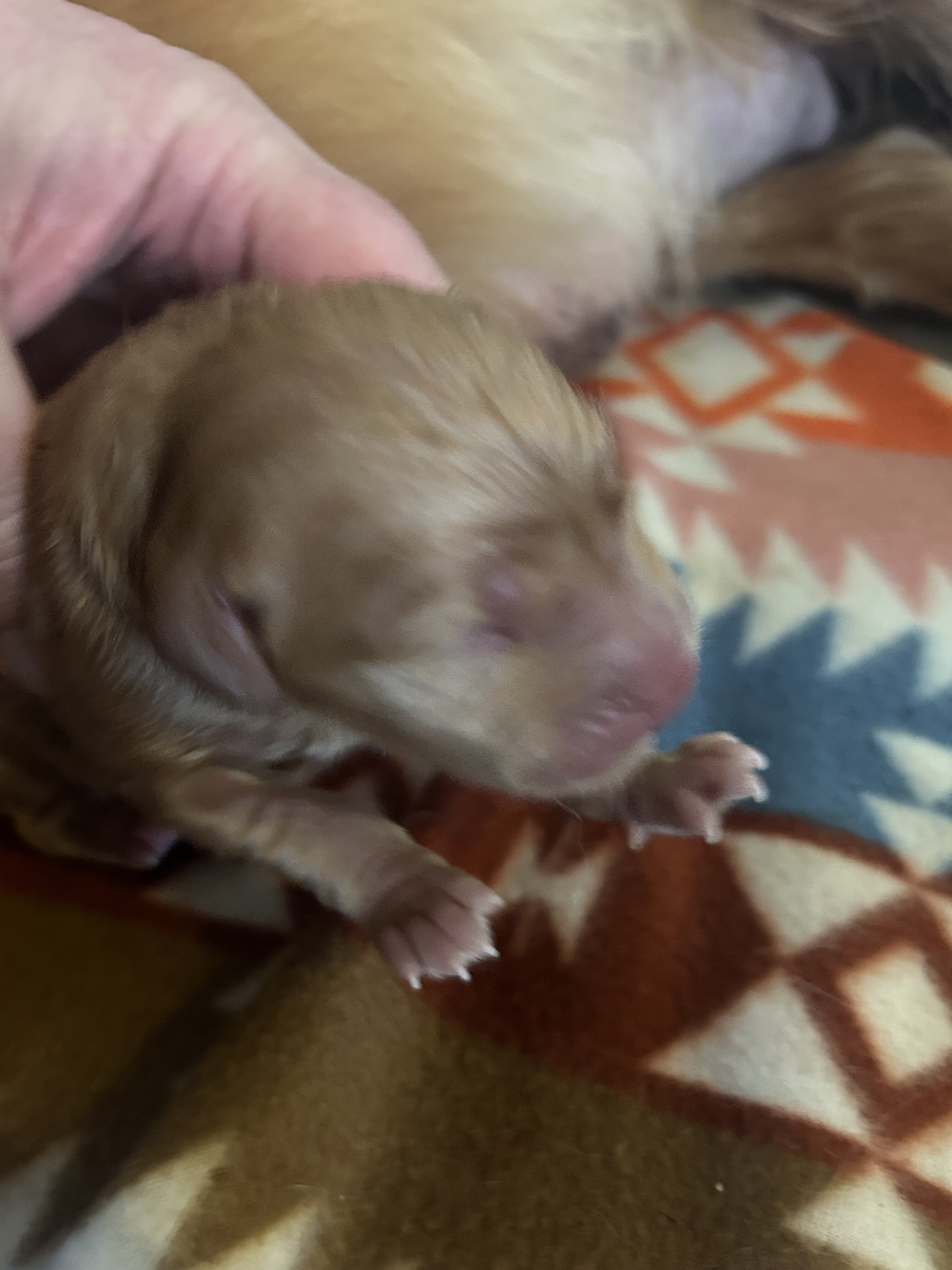Golden retriever pups image 7
