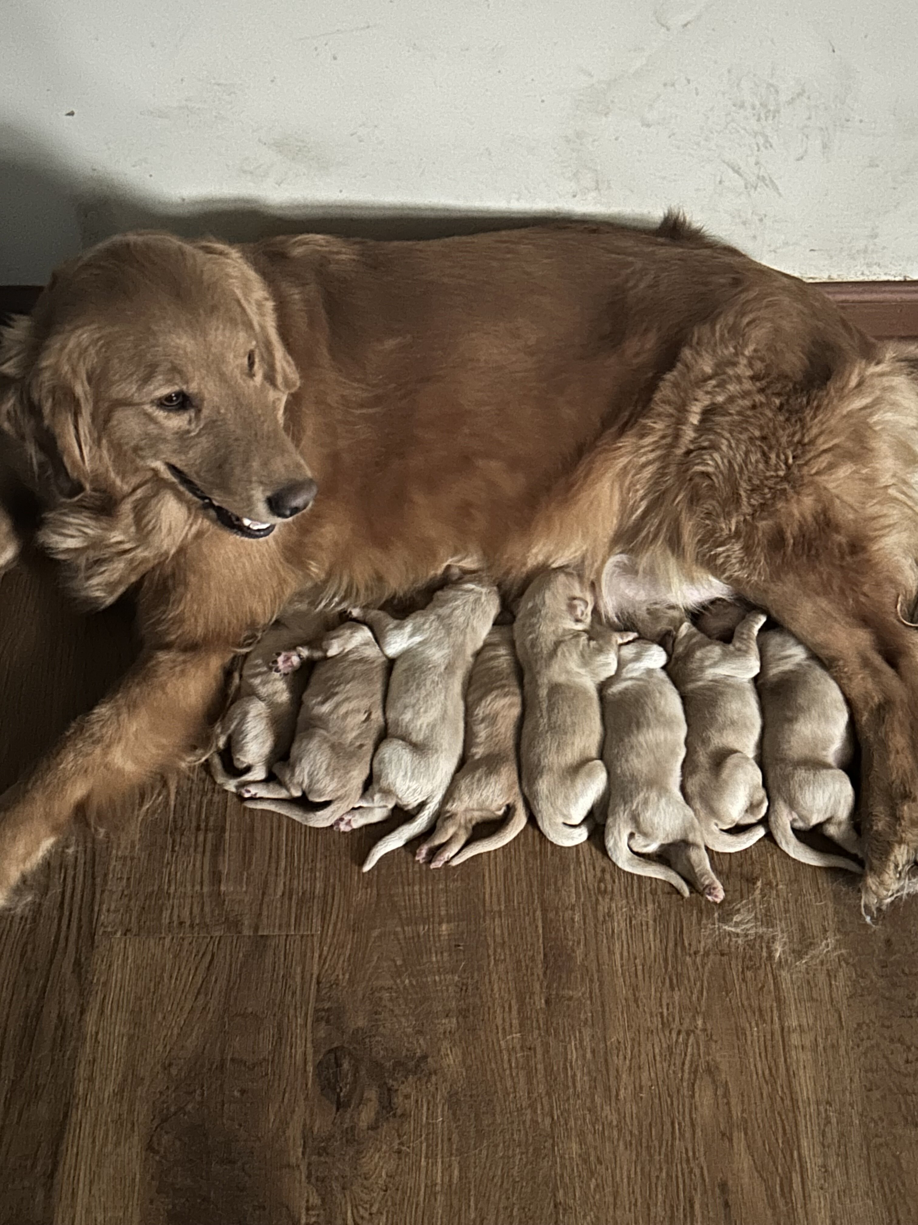 Golden retriever pups image 6