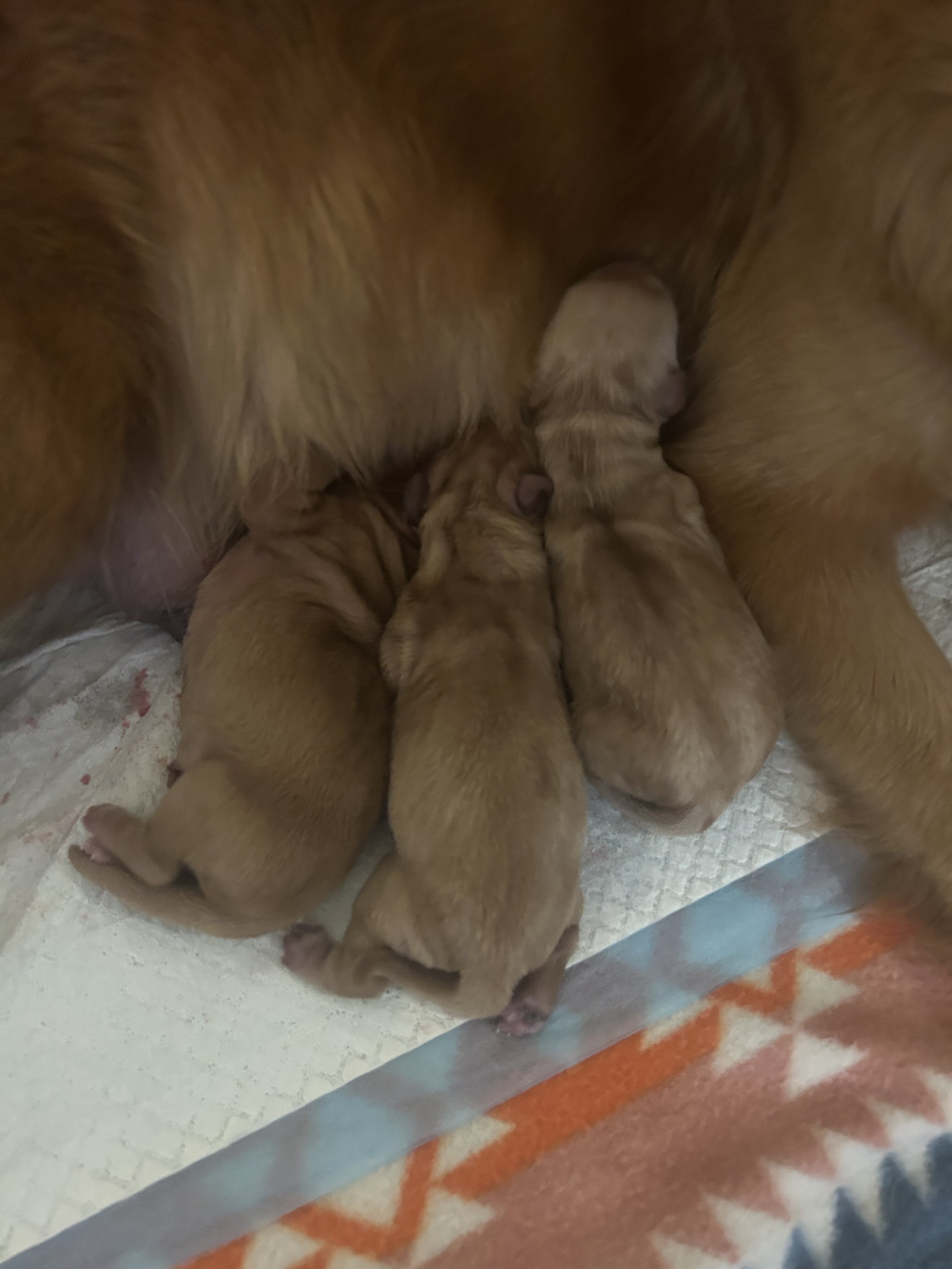 Golden retriever pups image 5