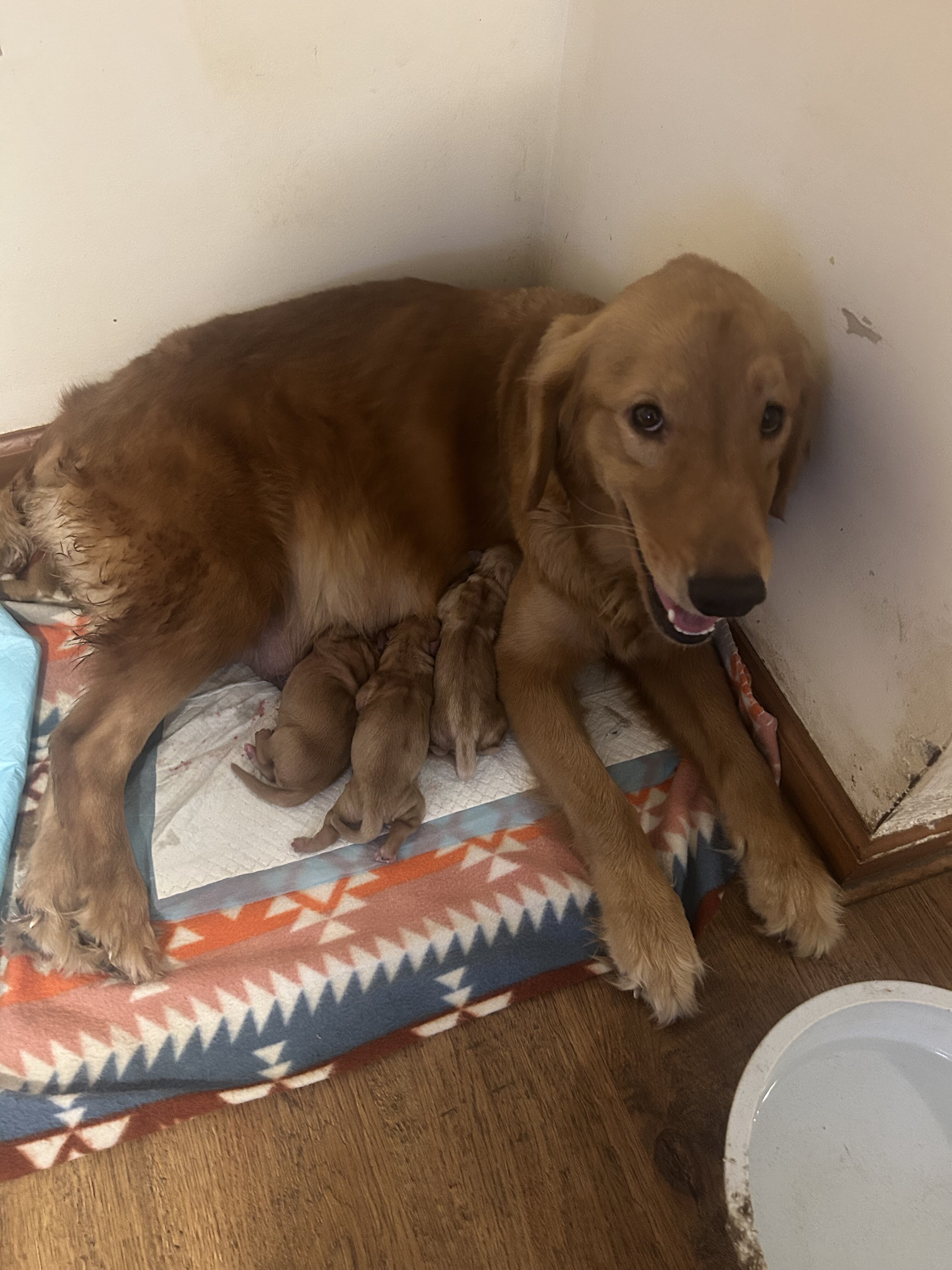 Golden retriever pups image 4