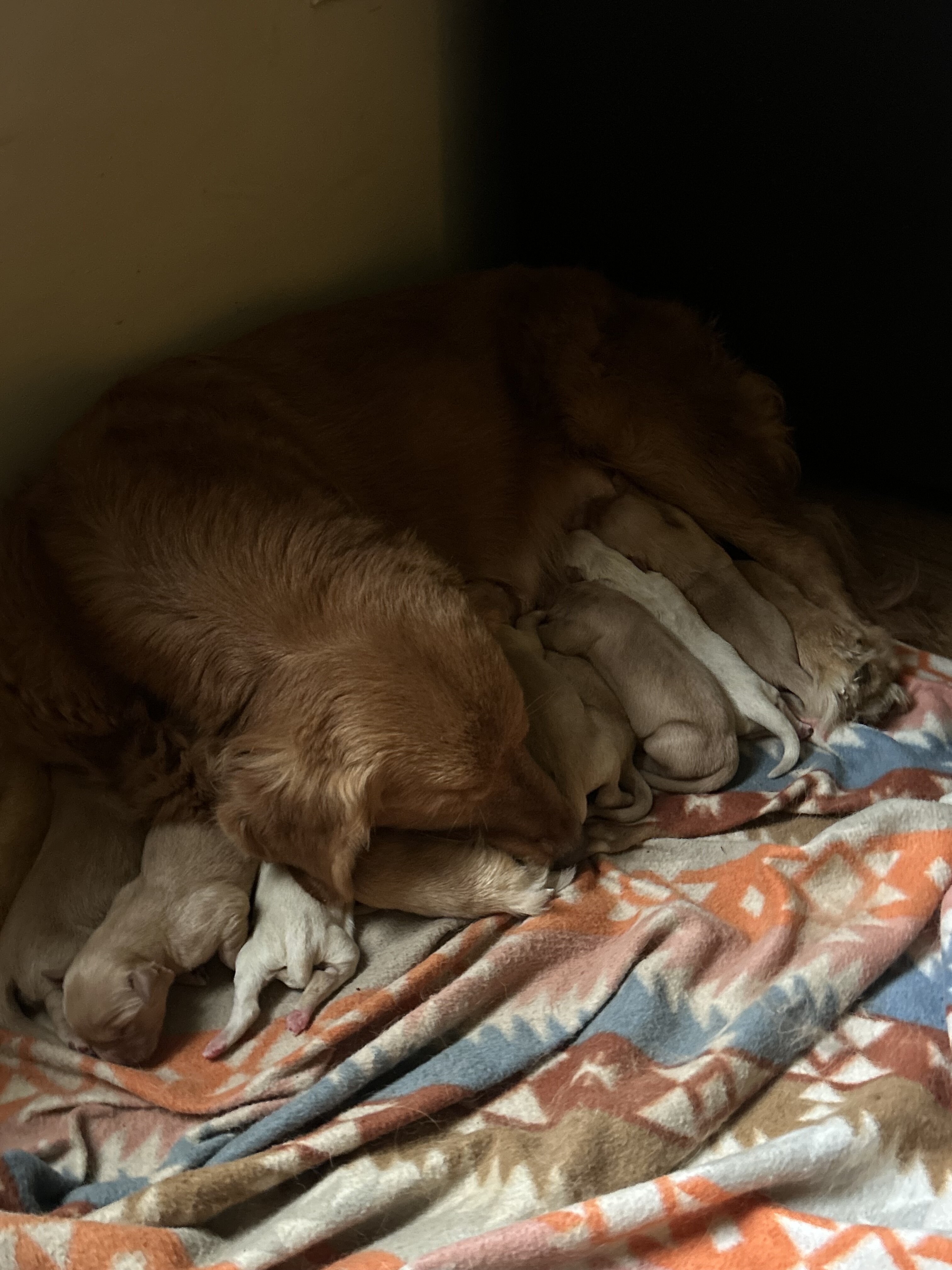 Golden retriever pups image 3